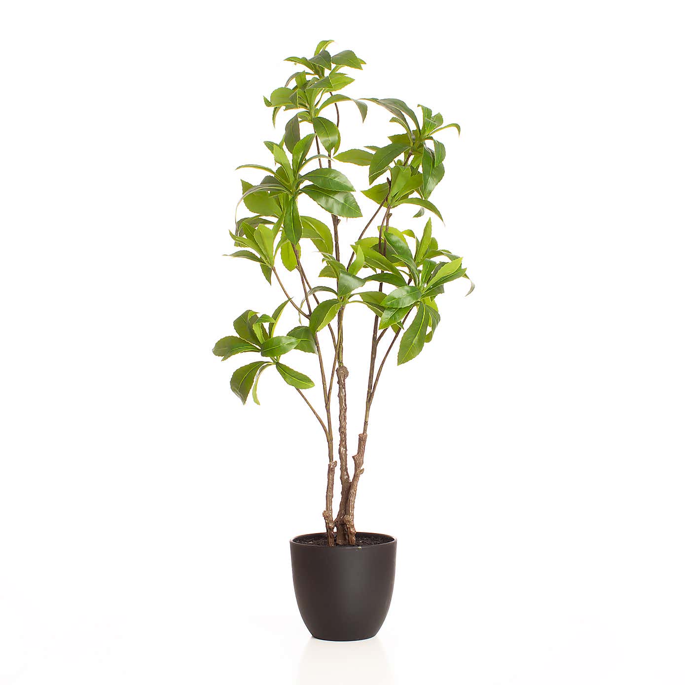Artificial Pieris Tree in Black Plastic Plant Pot