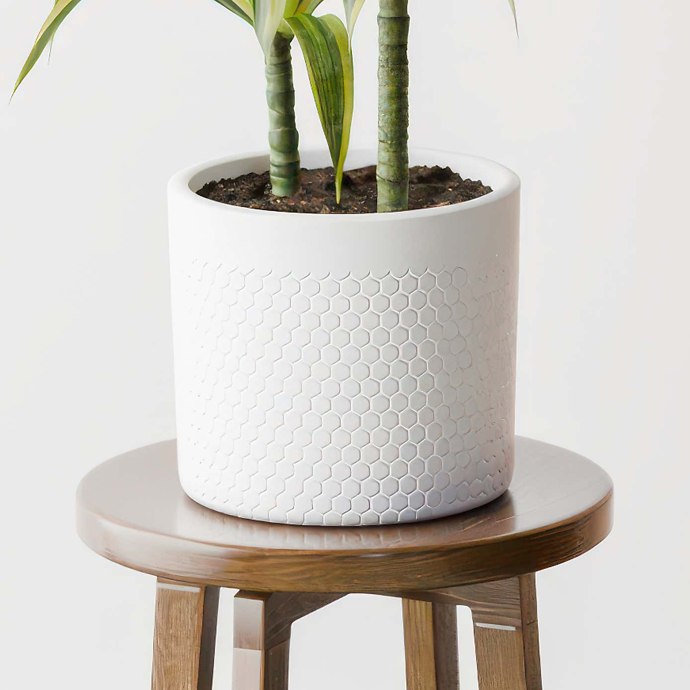 Dracaena Lemon & Lime House Plant in Capri Pot