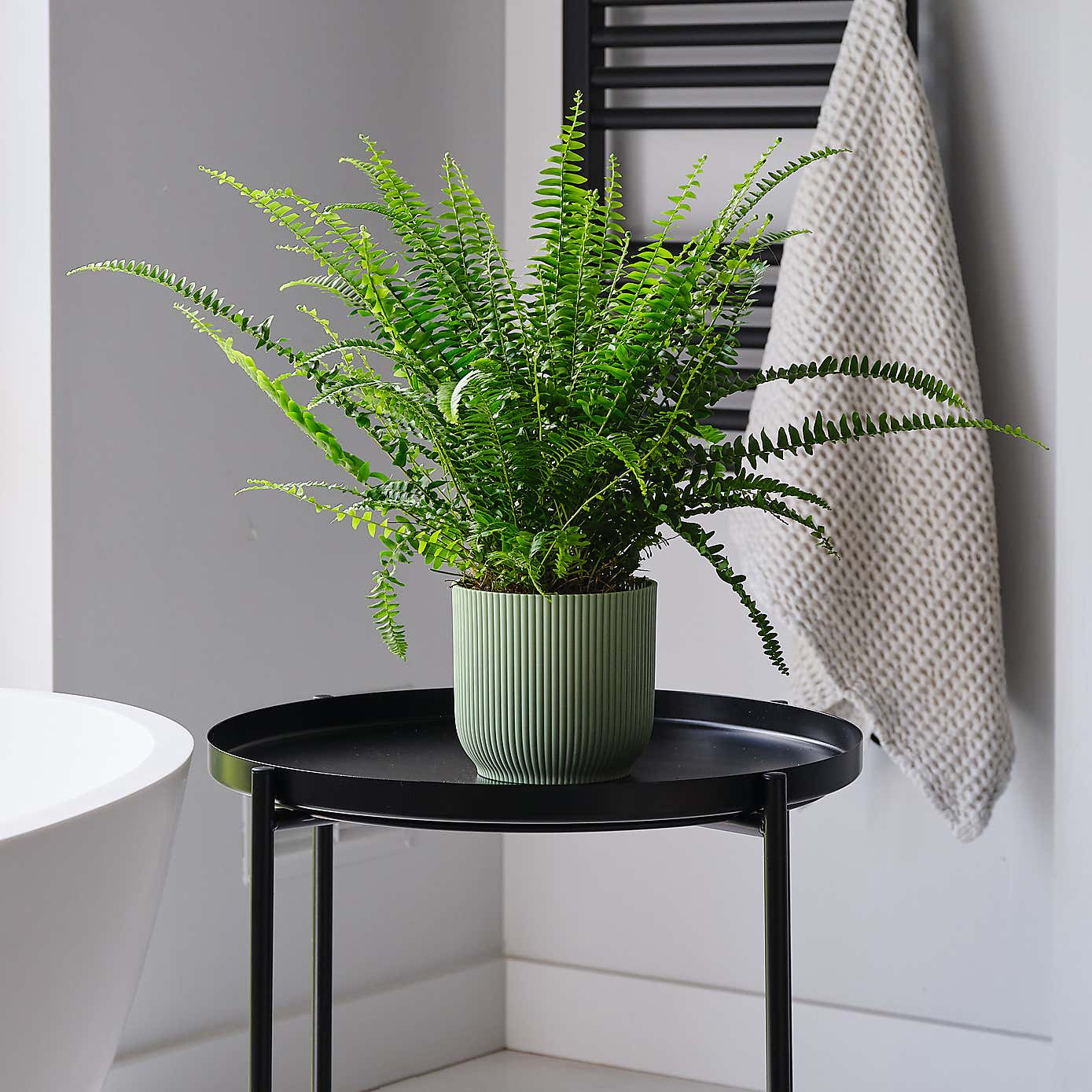 Boston Fern House Plant in Elho Pot