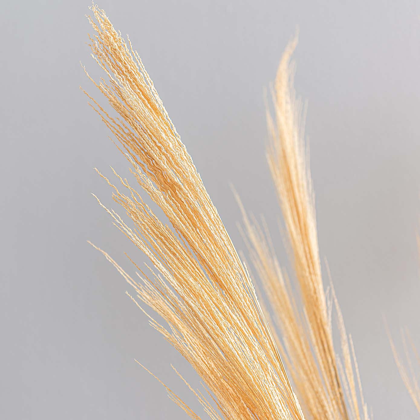 Dried Broom Grass