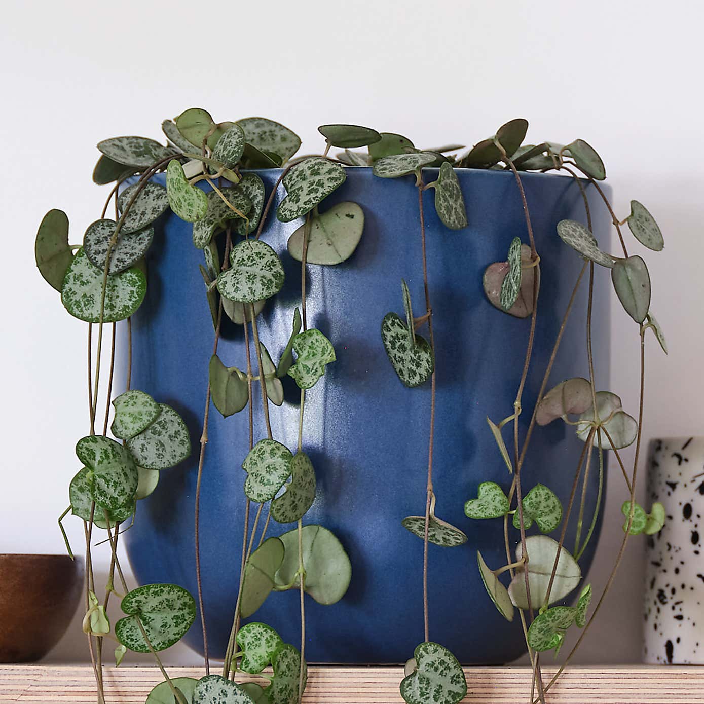 String Of Hearts House Plant in Earthenware Pot