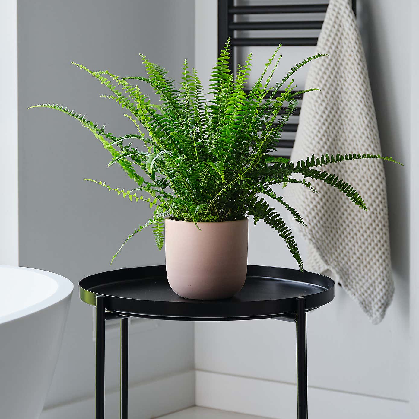 Boston Fern House Plant in Earthenware Pot