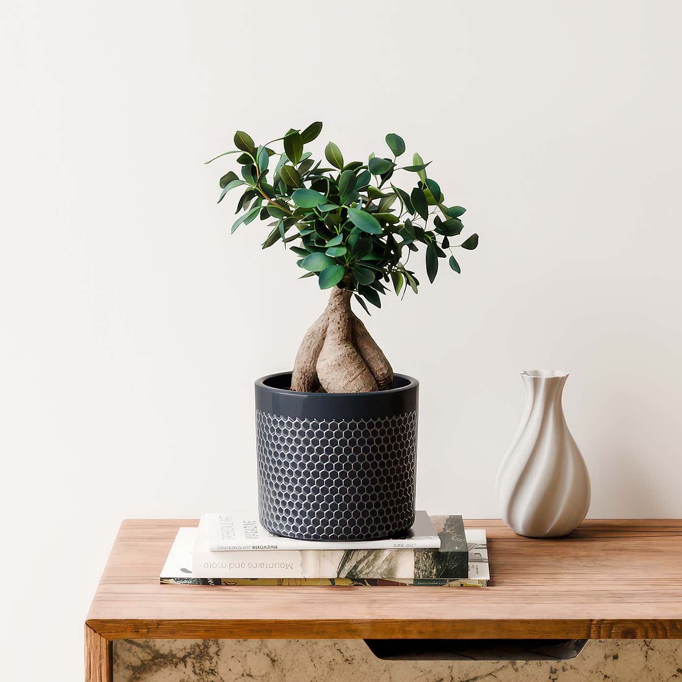 Ficus Ginseng House Plant in Capri Pot