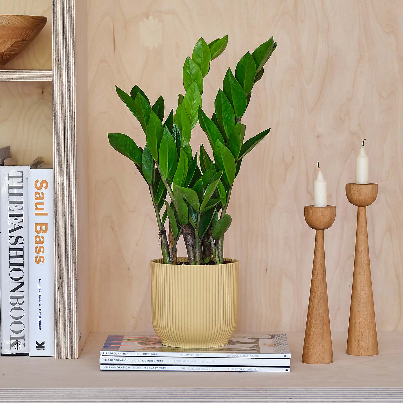 ZZ House Plant in Elho Pot