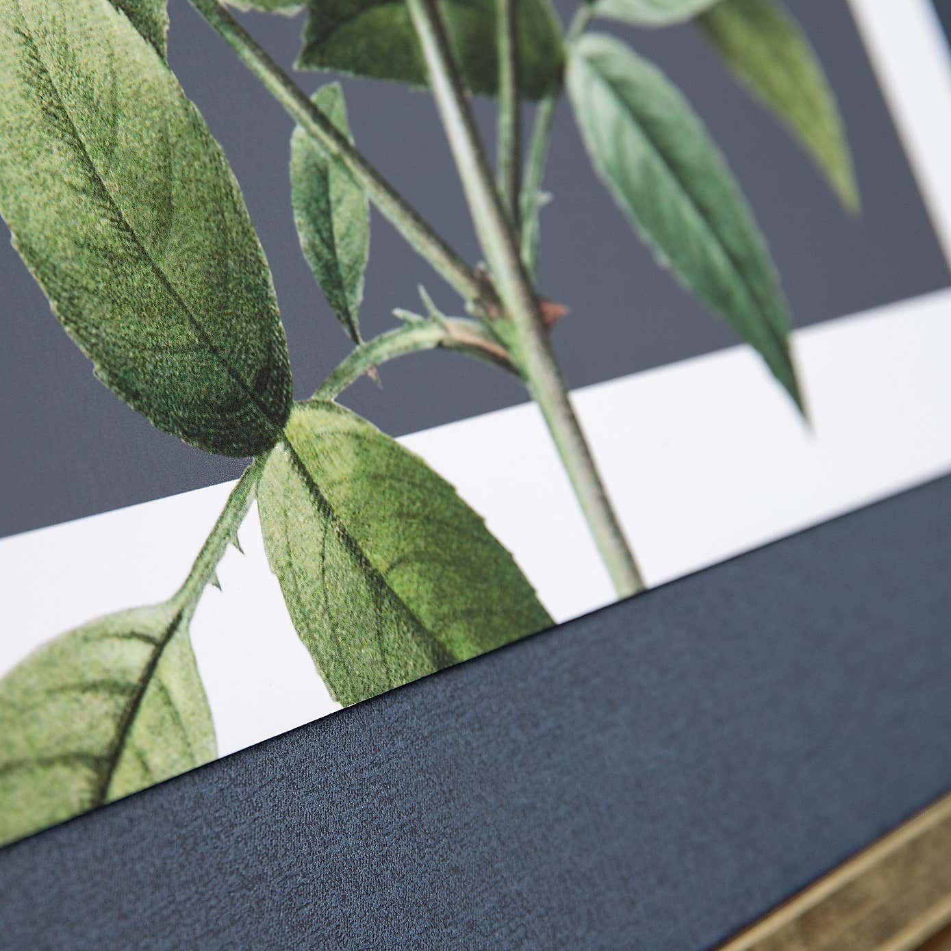 Cedar & Sage Rosa Nivea Framed Canvas