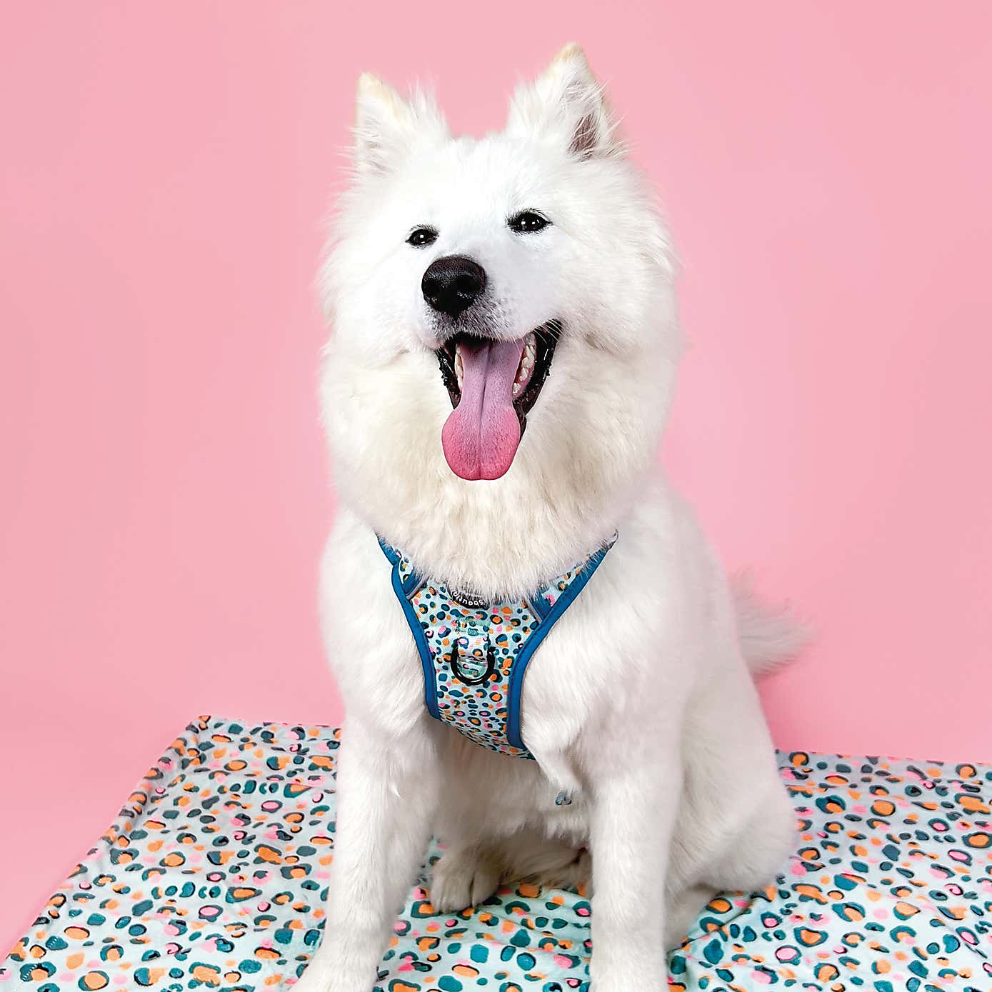 Blue Leopard Tough Trails Dog Harness