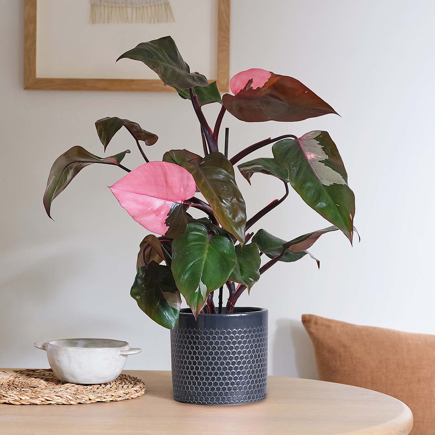 Philodendron Pink Princess in Capri Pot