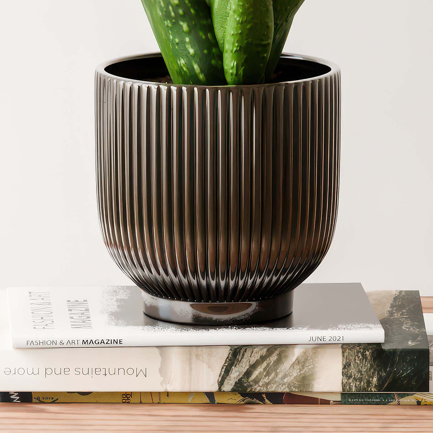 Aloe Vera House Plant in Ribbed Ceramic Pot