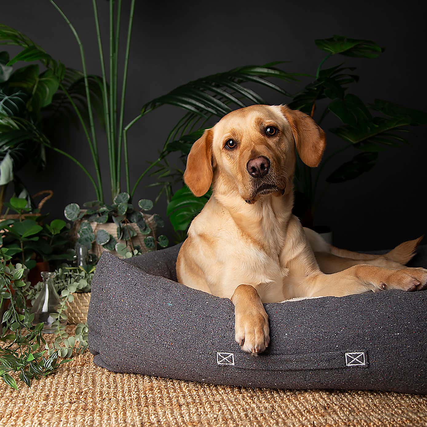 Scruffs 100% Recycled Eden Dog Box Bed