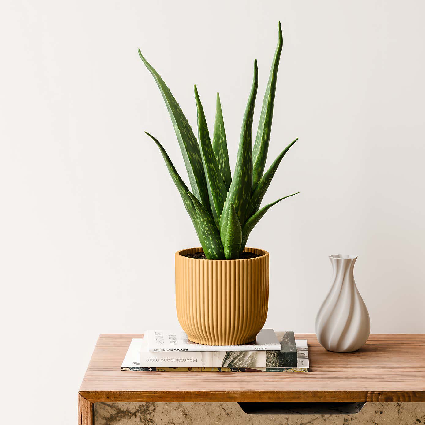 Aloe Vera House Plant in Elho Vibes Pot