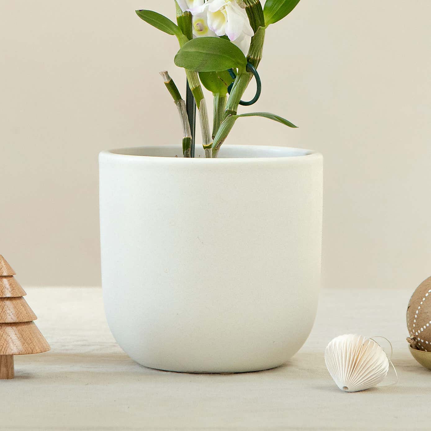 Bamboo Orchid House Plant in Earthenware Pot