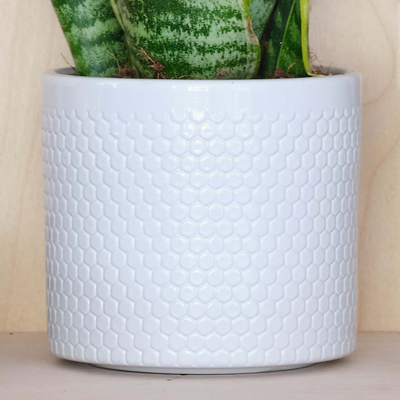 Snake House Plant in Capri Pot