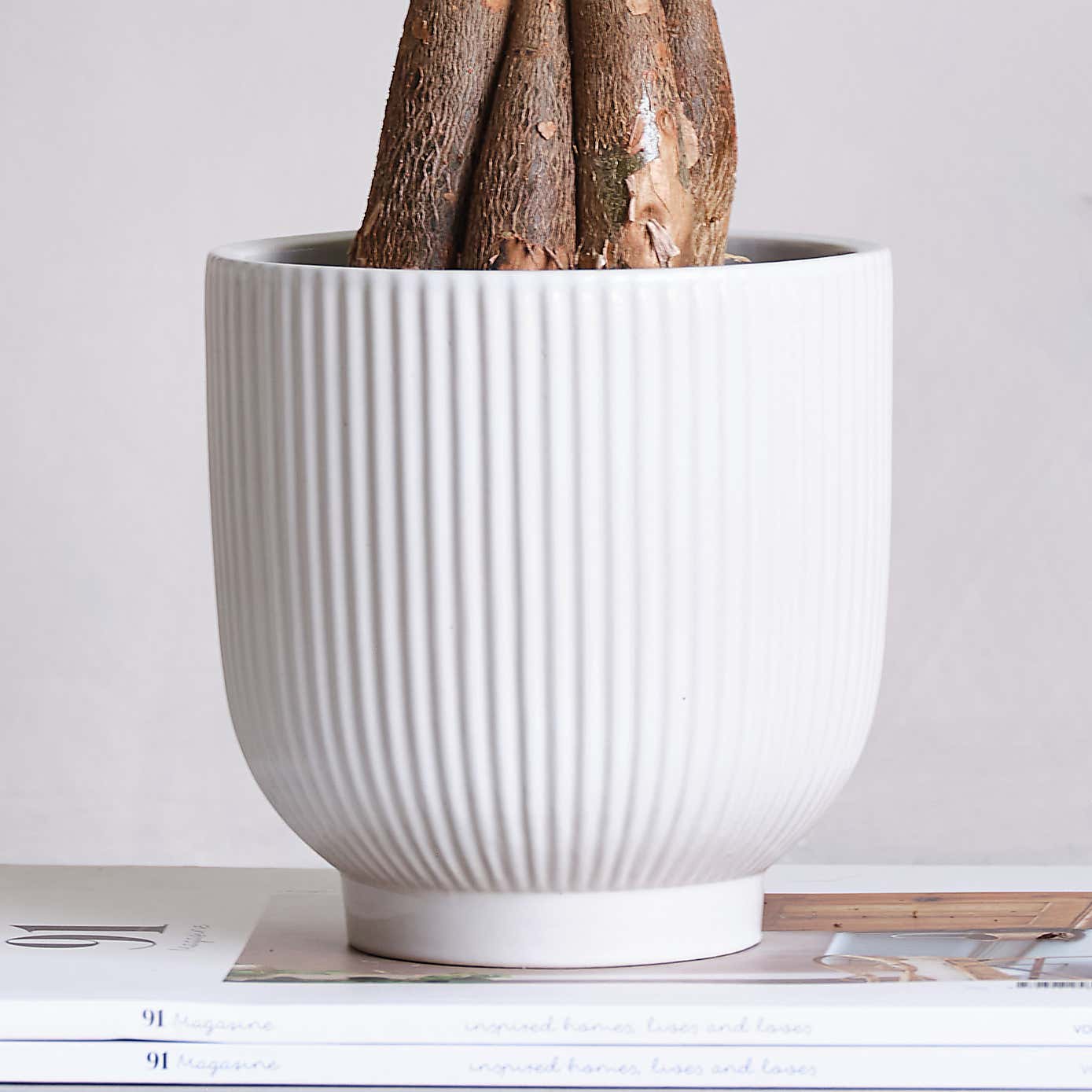 Money Tree House Plant in Ribbed Pot