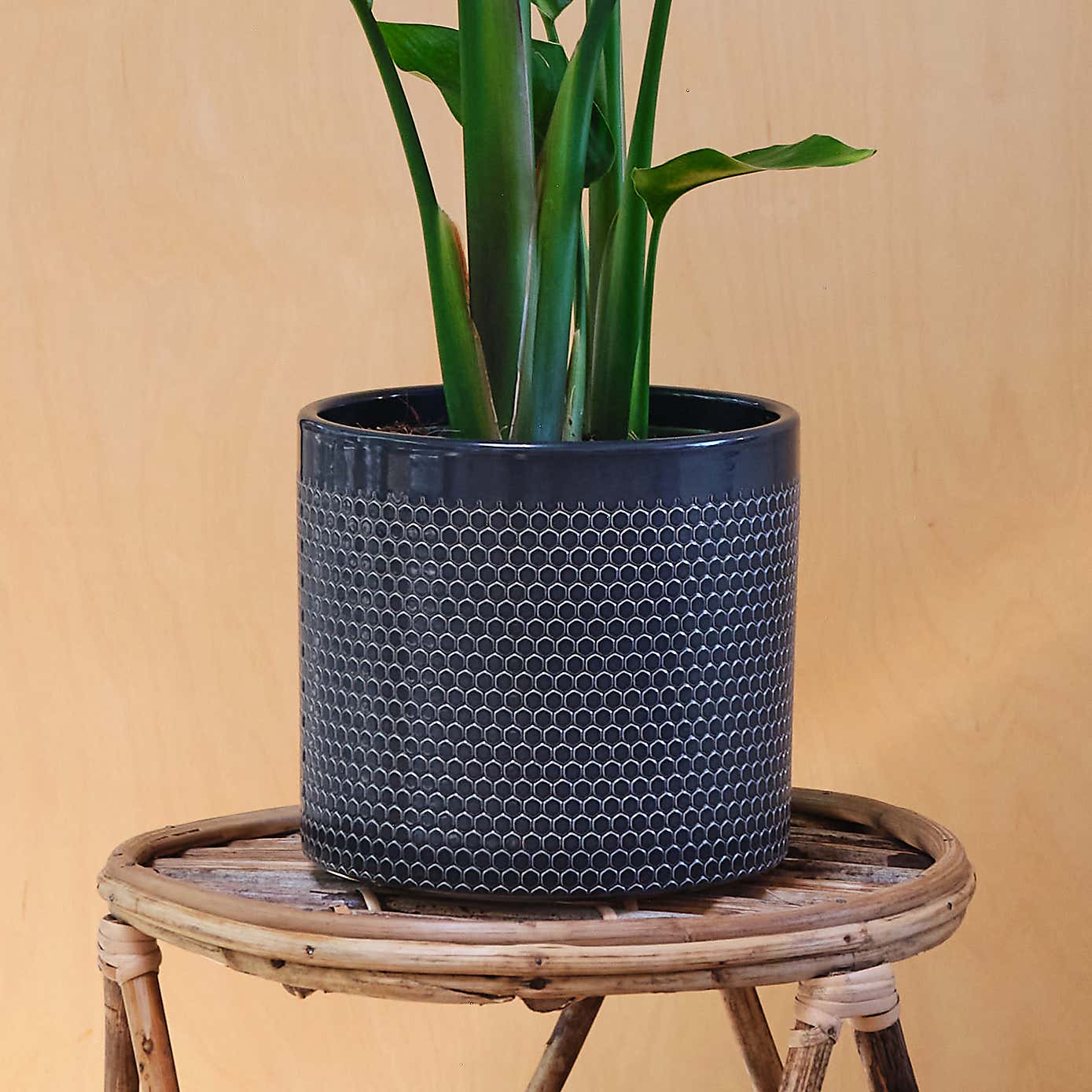 Bird Of Paradise House Plant in Capri Pot