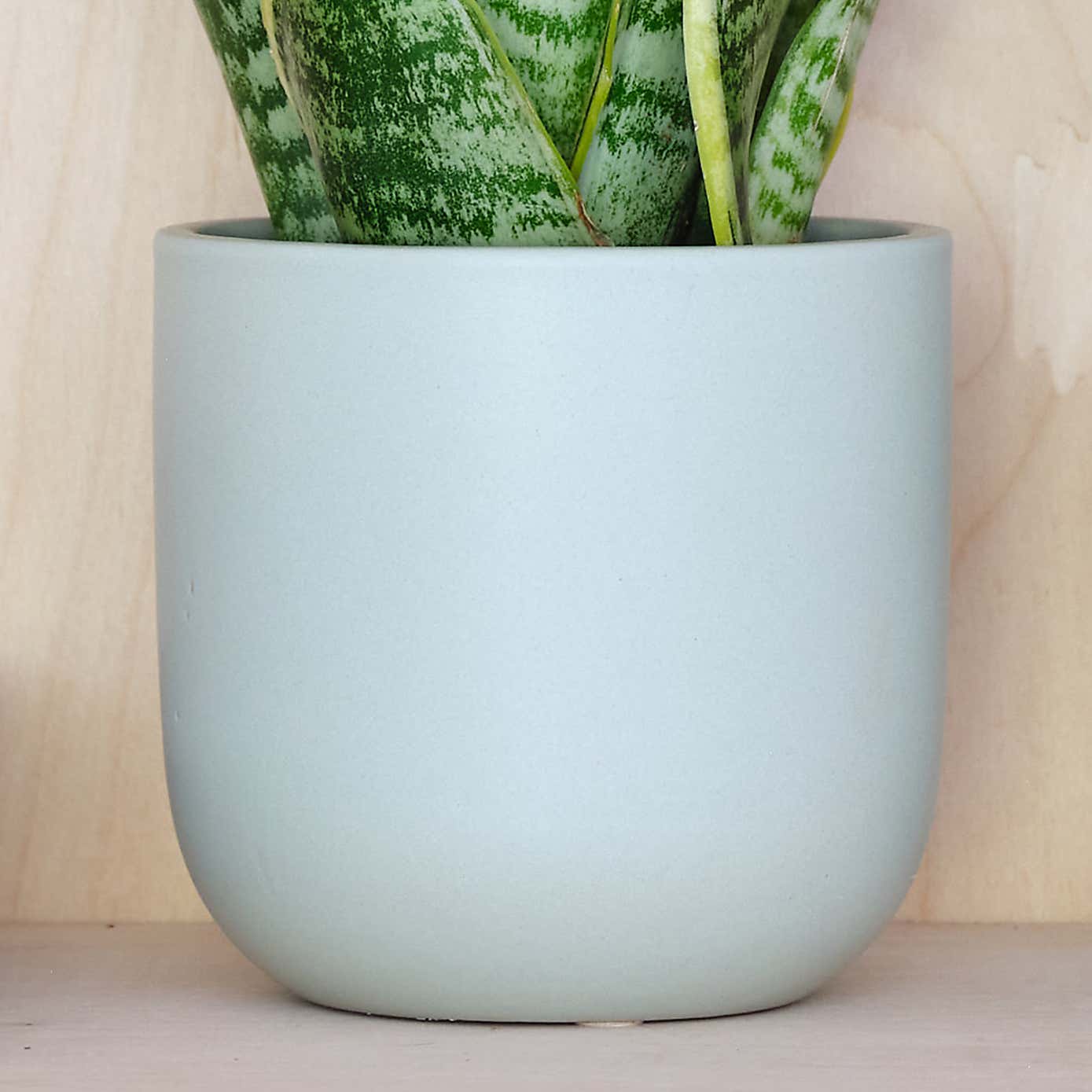 Snake House Plant in Earthenware Pot