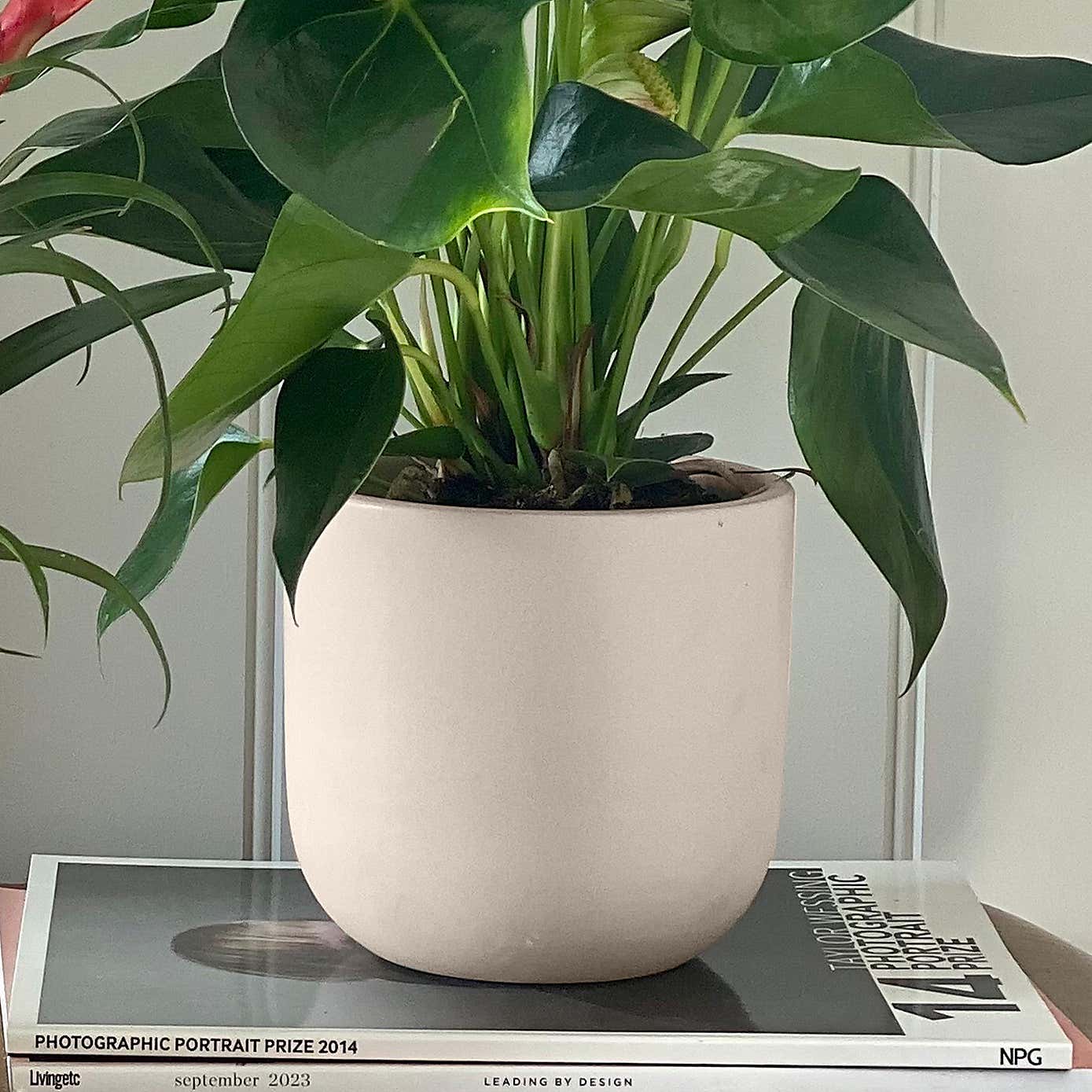 Flowering Potted House Plant Bundle