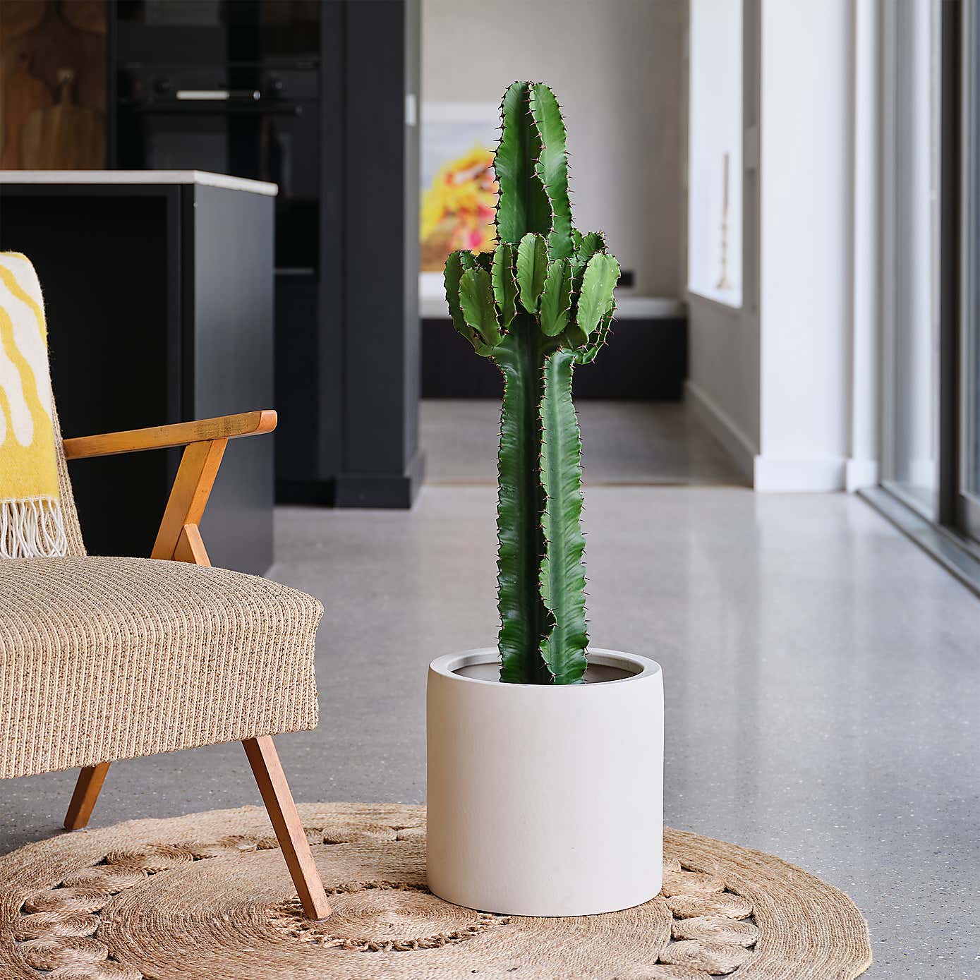 Euphorbia Trigona House Plant in Earthenware Pot