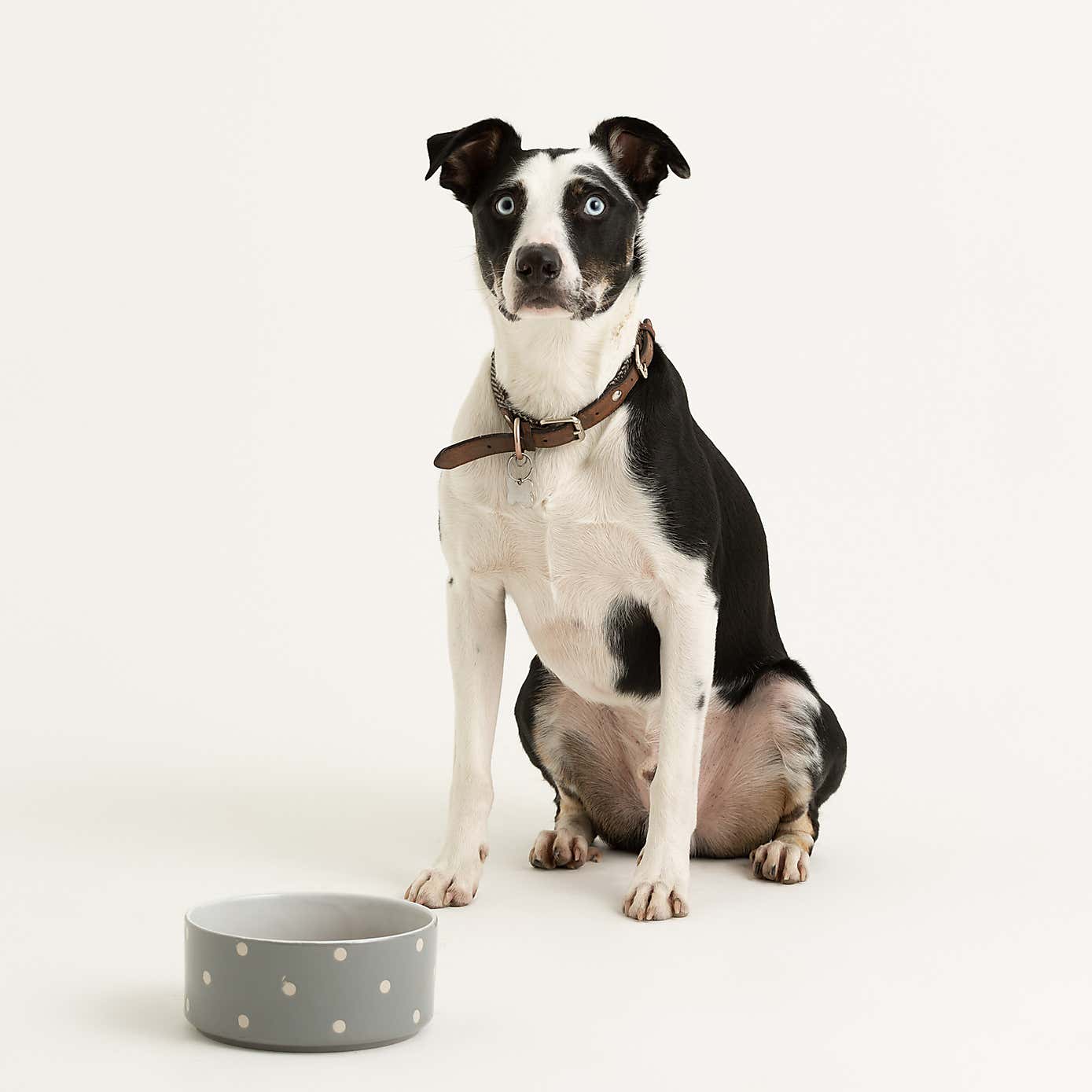 Mason Cash Set of 2 Spotty Pet Bowls