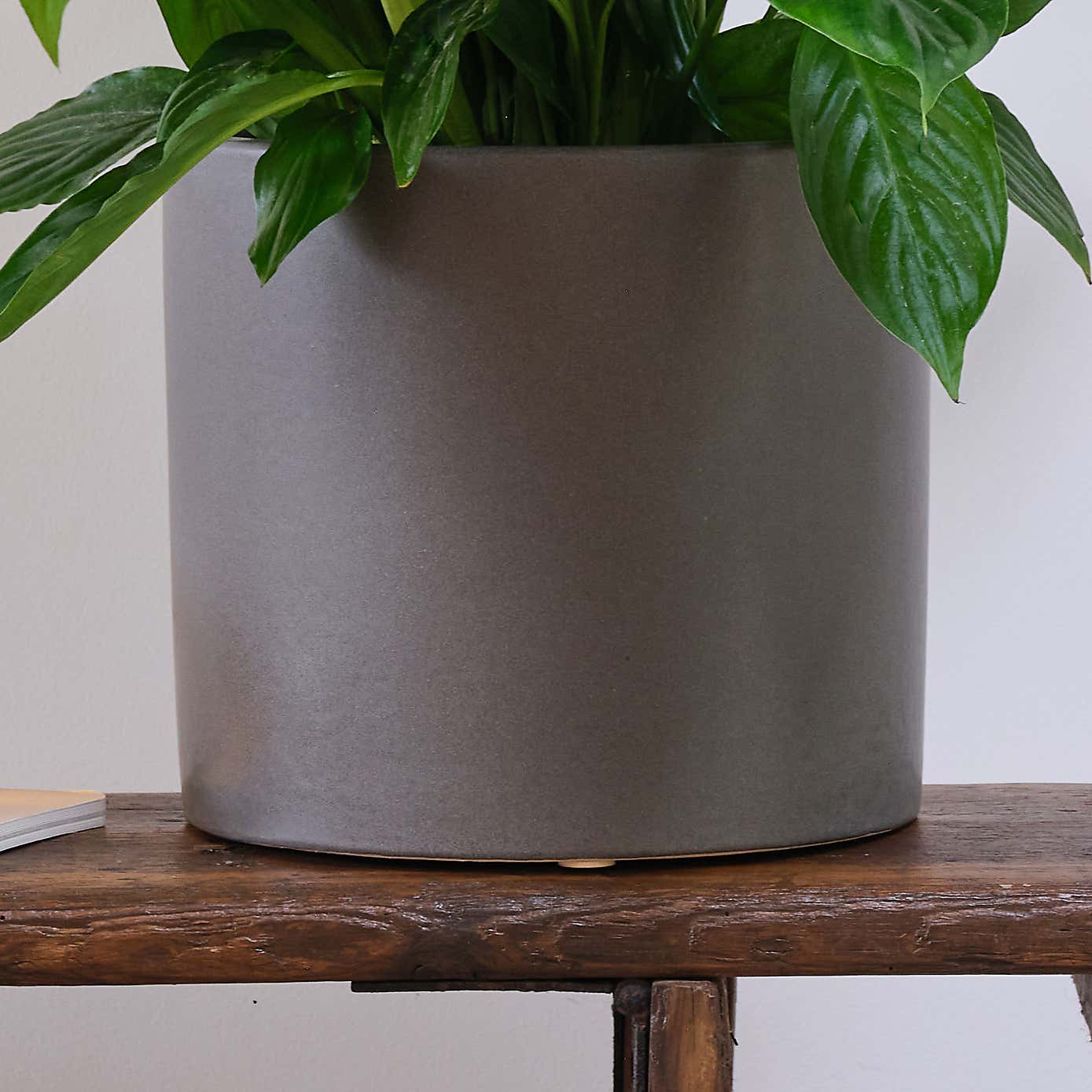 Peace Lily House Plant in Earthenware Pot