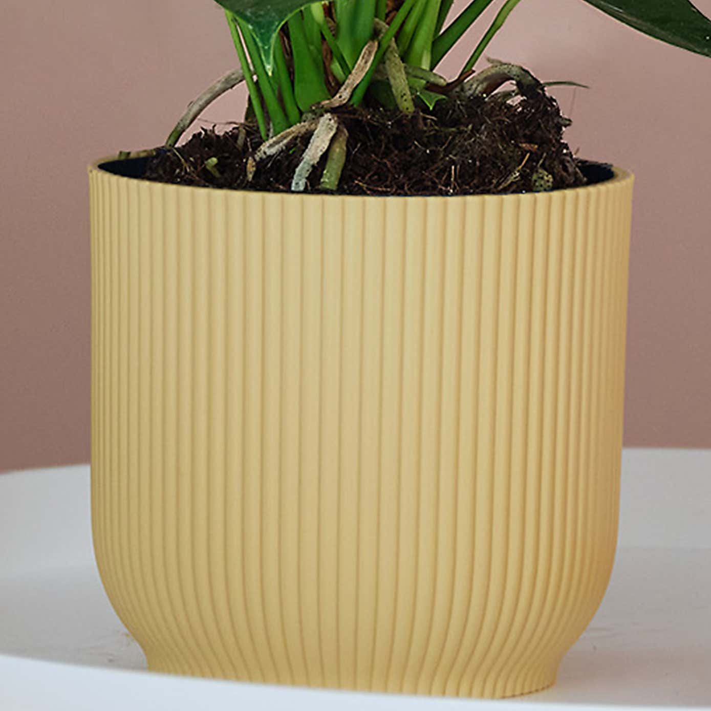 Peach Anthurium House Plant in Elho Pot