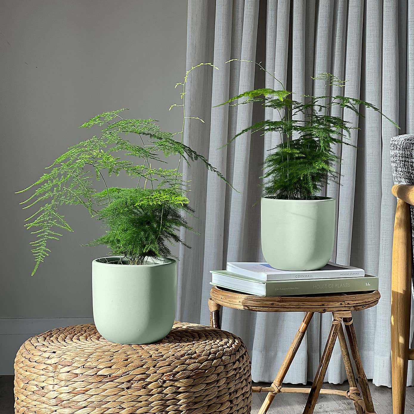 Asparagus Fern Potted House Plant Bundle