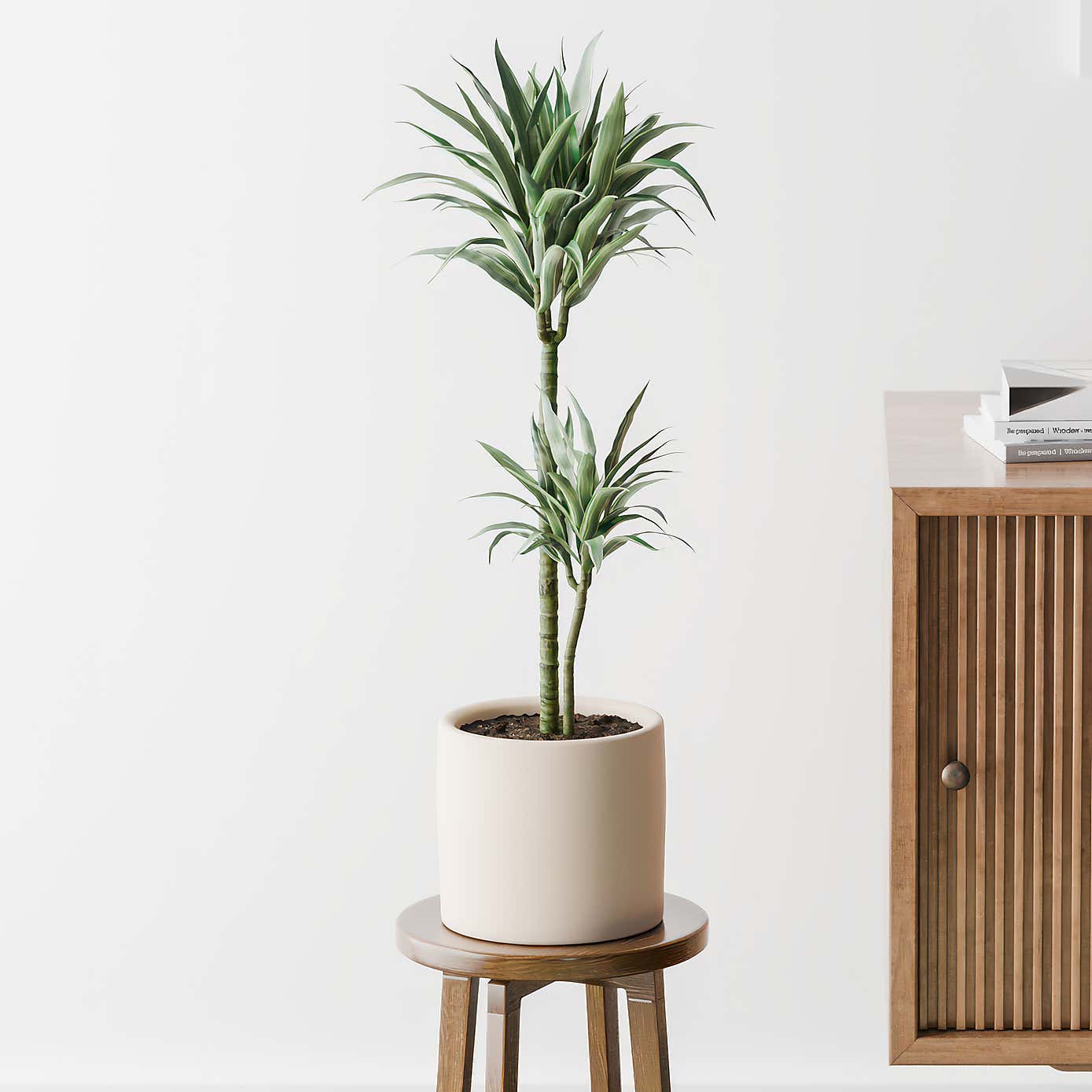 Beards & Daisies Dracaena Warneckei House Plant in Earthenware Pot