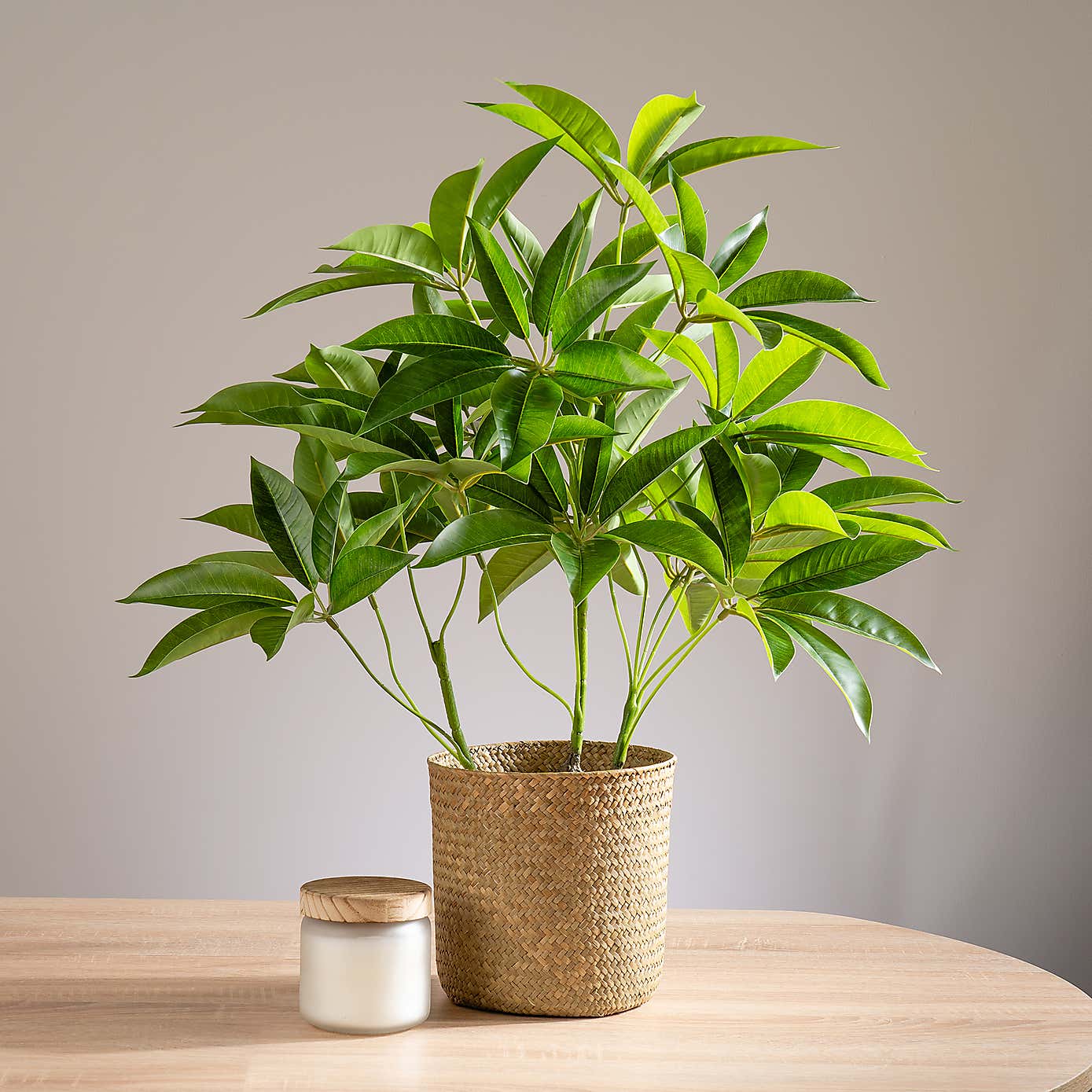 Artificial Umbrella Plant in White Plant Pot