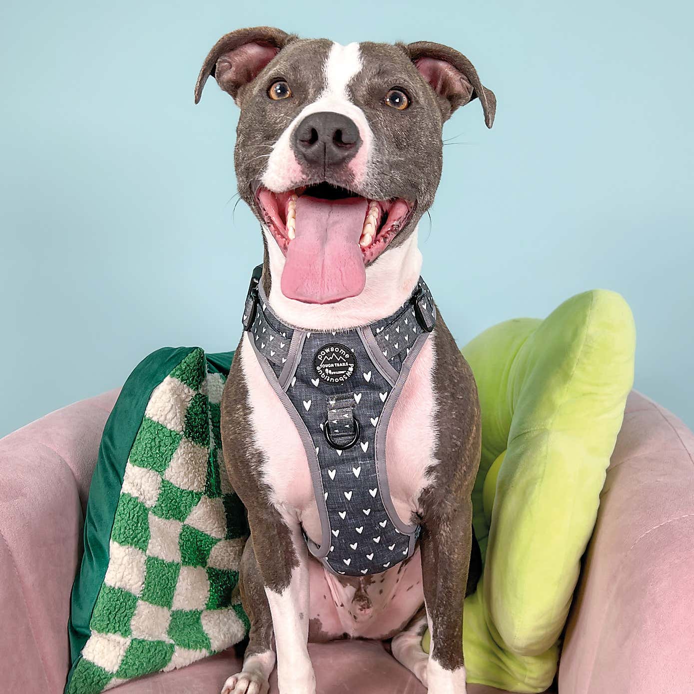 Blackjack Adjustable Dog Harness