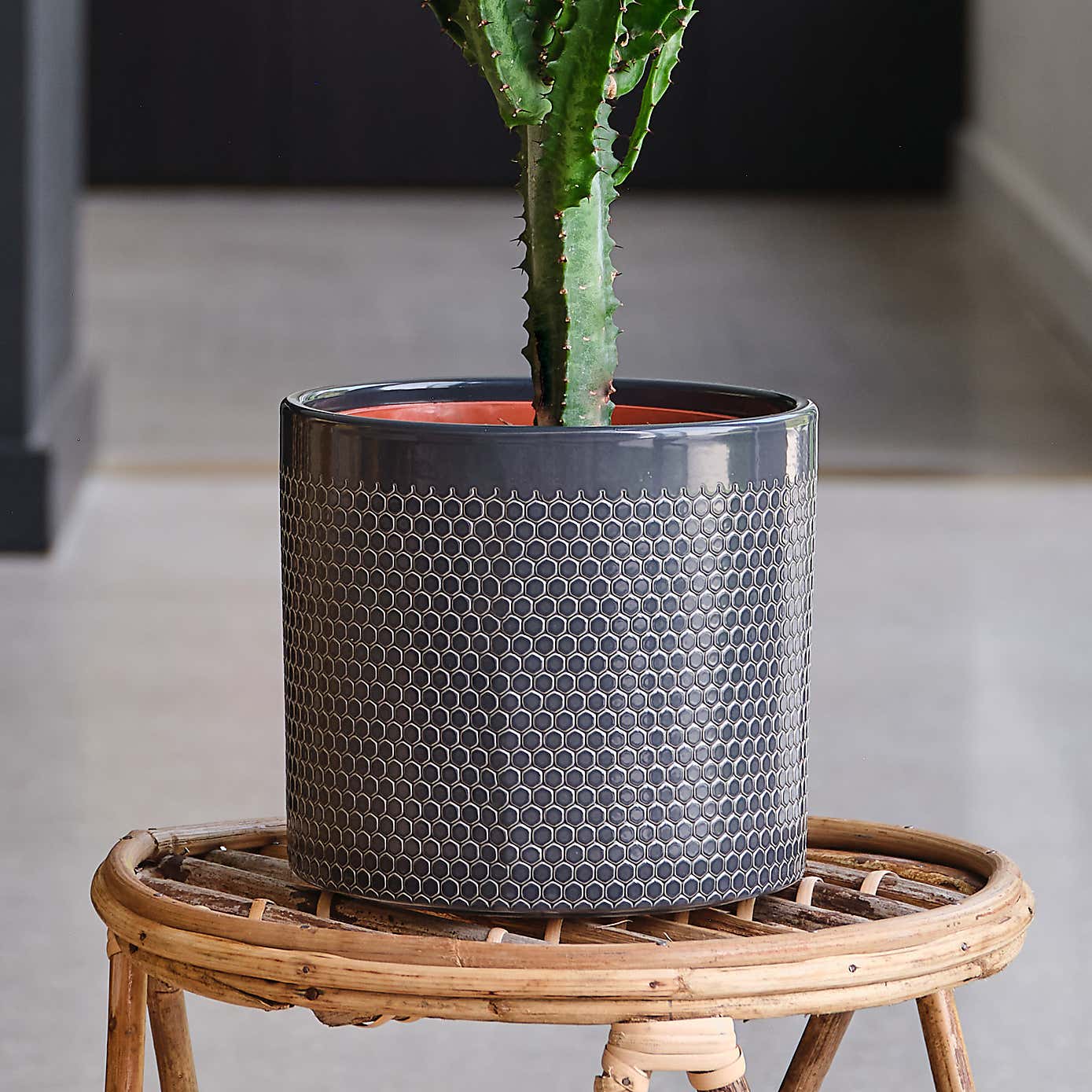 Euphorbia Trigona House Plant in Capri Pot