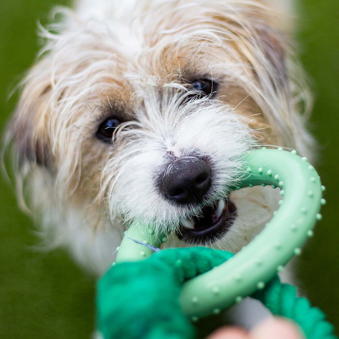 Battersea Rope and TPR Ring
