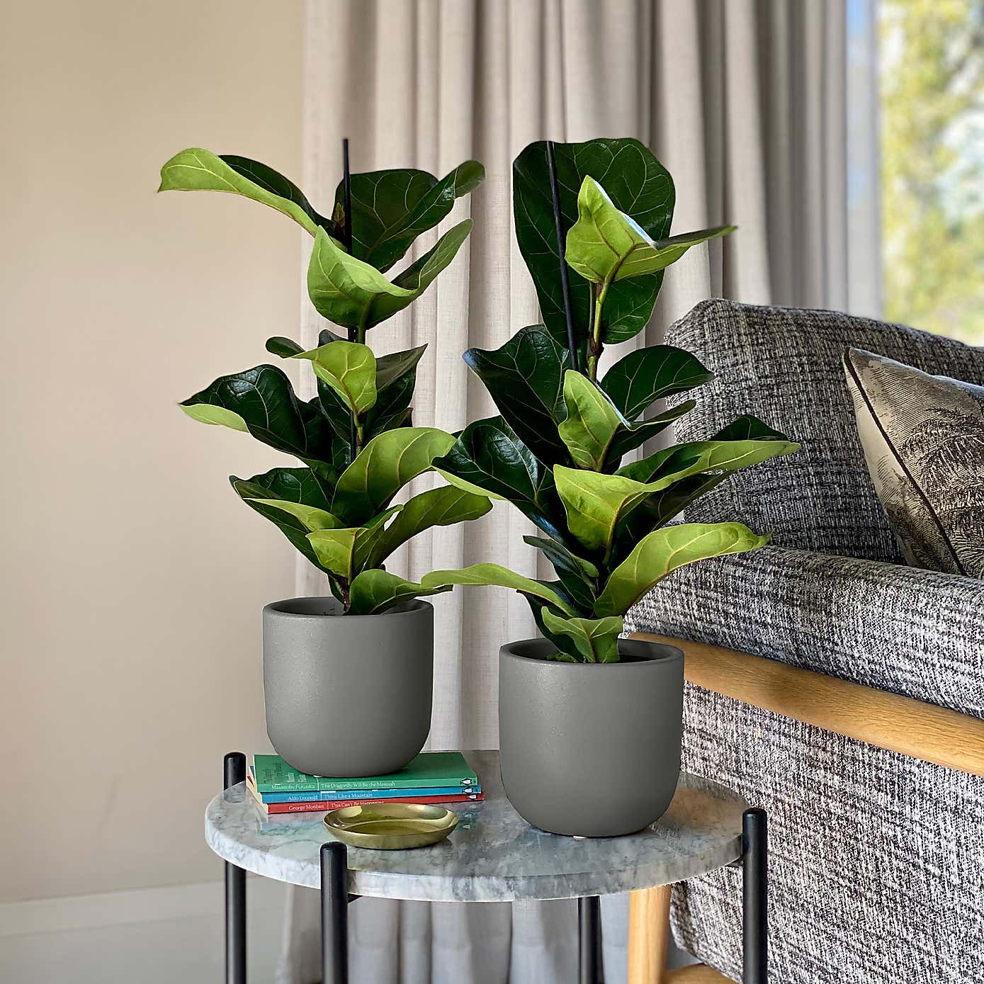 Fiddle Leaf Fig Potted House Plant Bundle