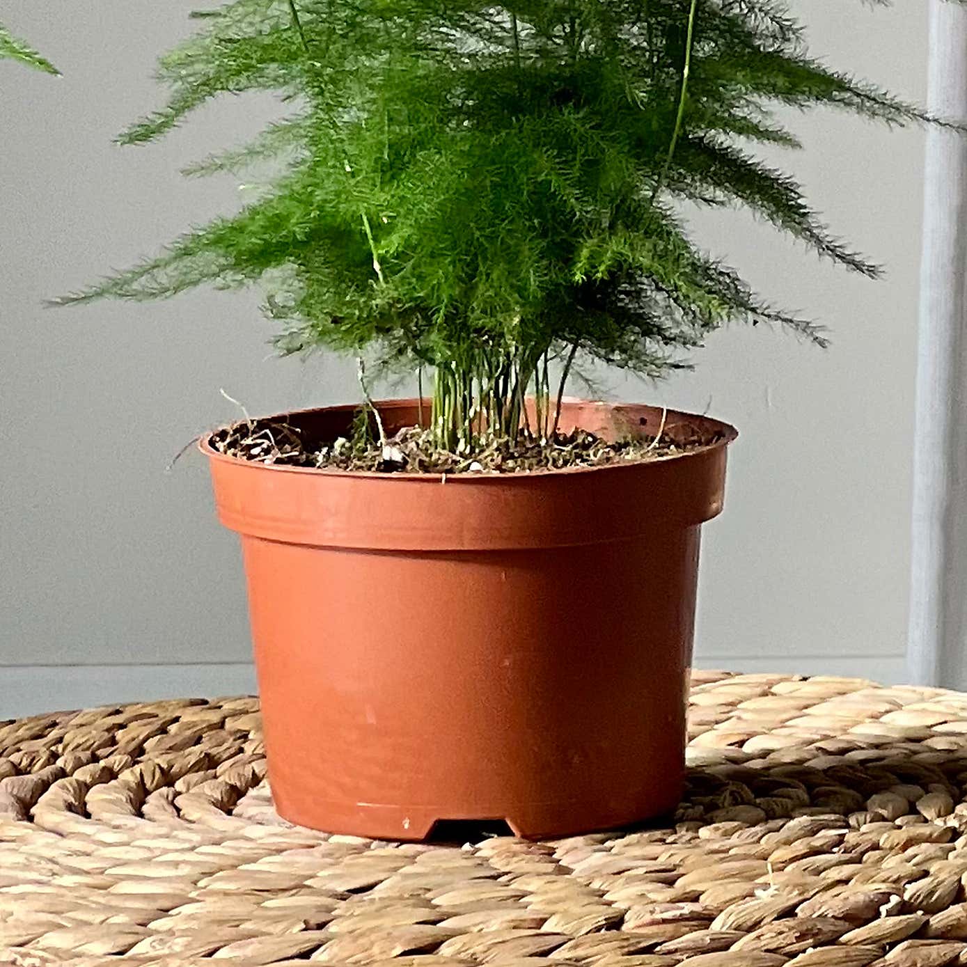 Asparagus & Boston Fern House Plant Bundle