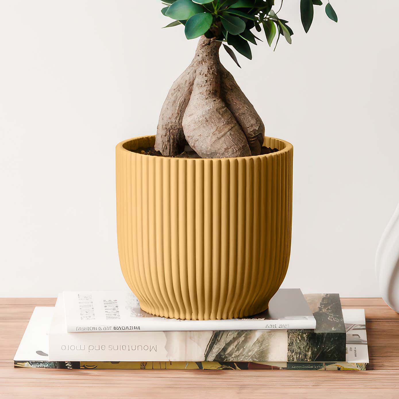 Ficus Ginseng House Plant in Elho Vibes Pot