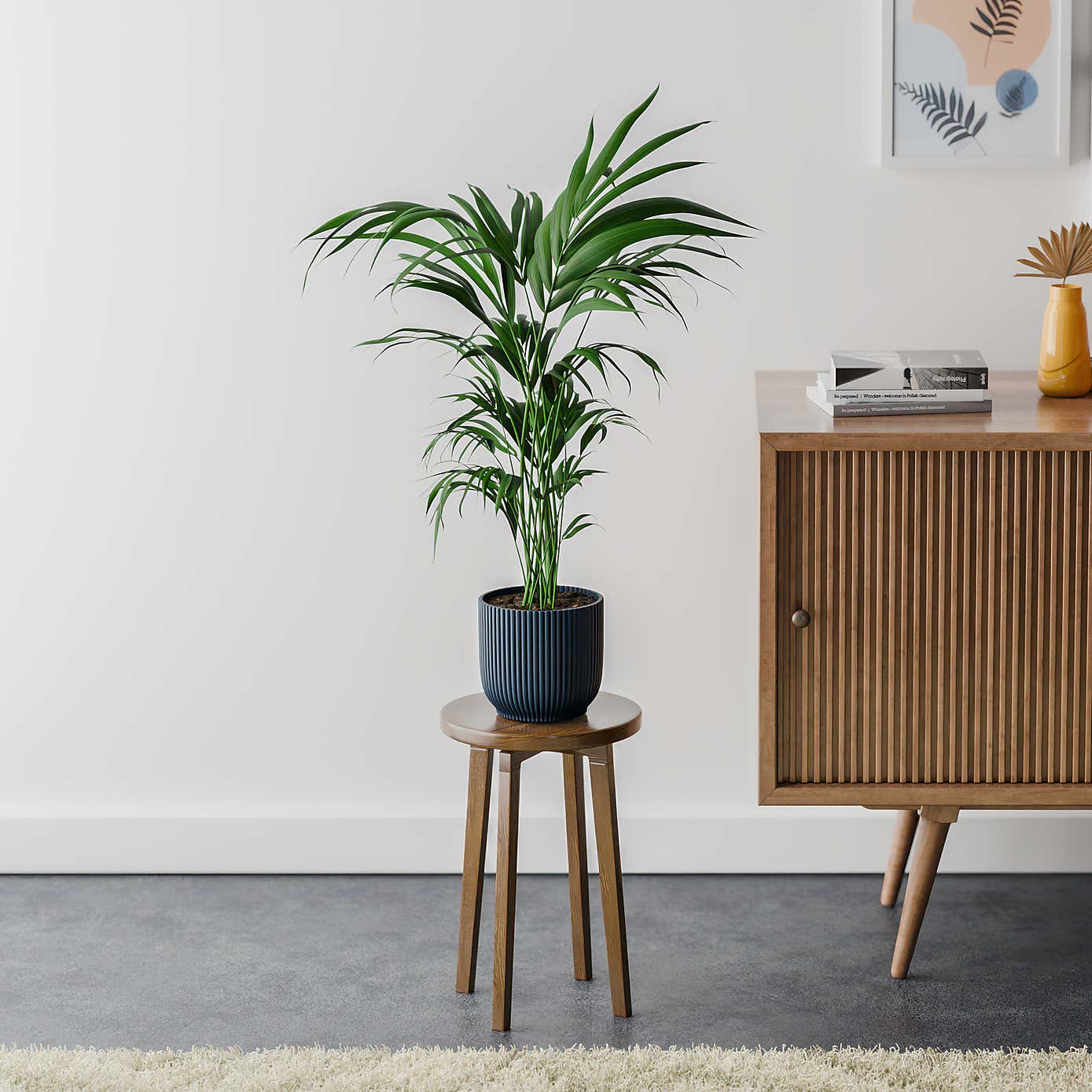 Kentia Palm House Plant in Elho Pot