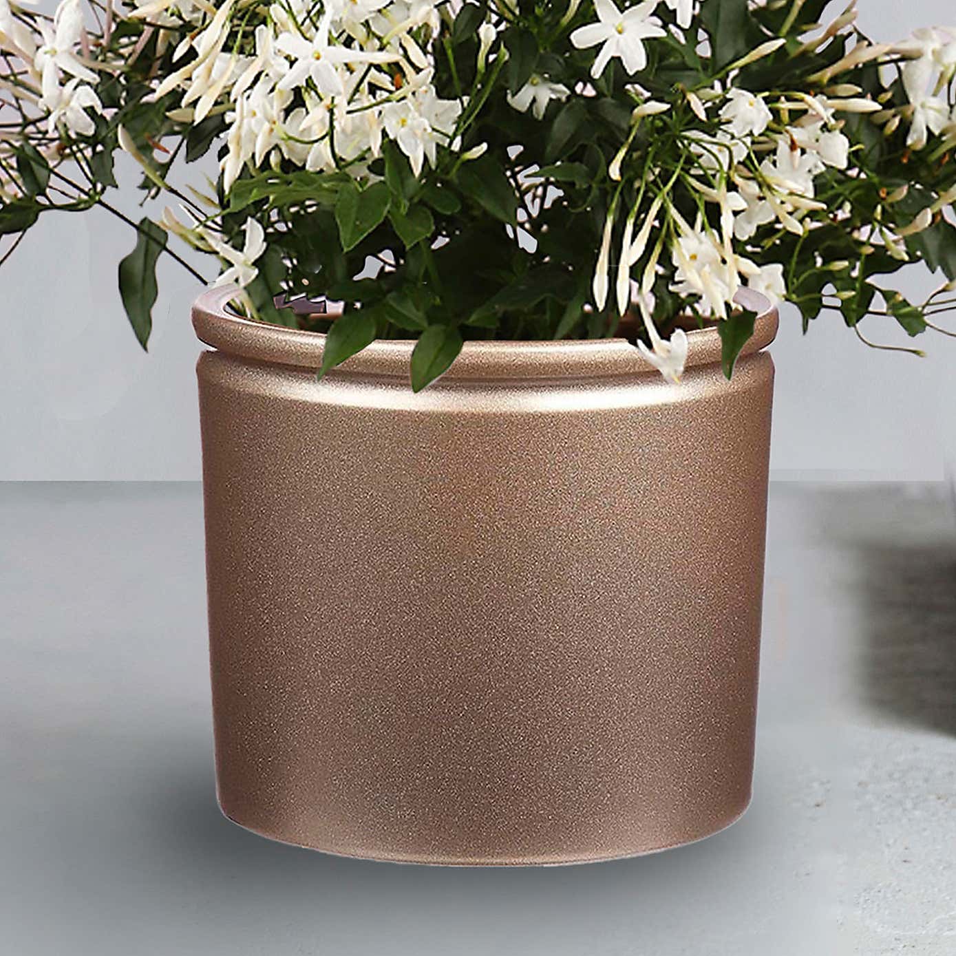 Jasmine House Plant in Gold Lucca Pot