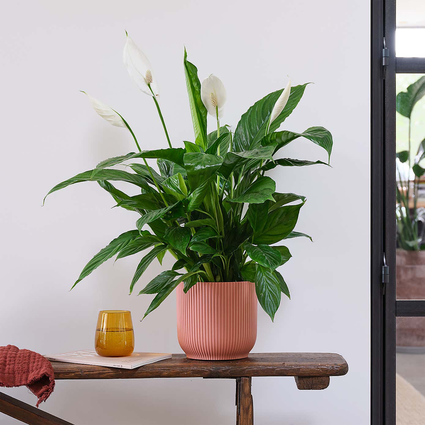 Peace Lily House Plant in Elho Pot