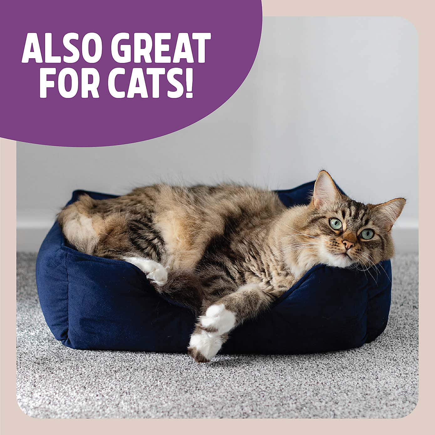 Rosewood Velvet Sqaure Pet Bed