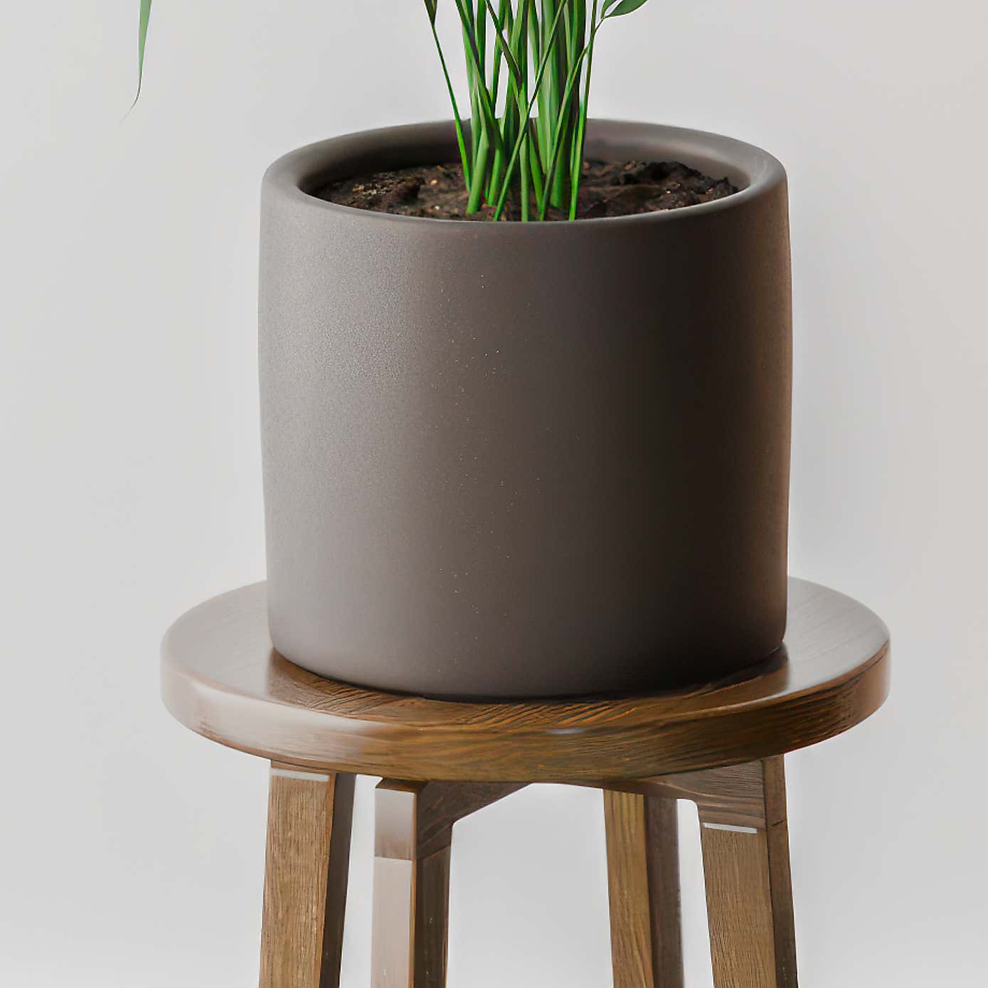 Kentia Palm House Plant in Earthenware Pot