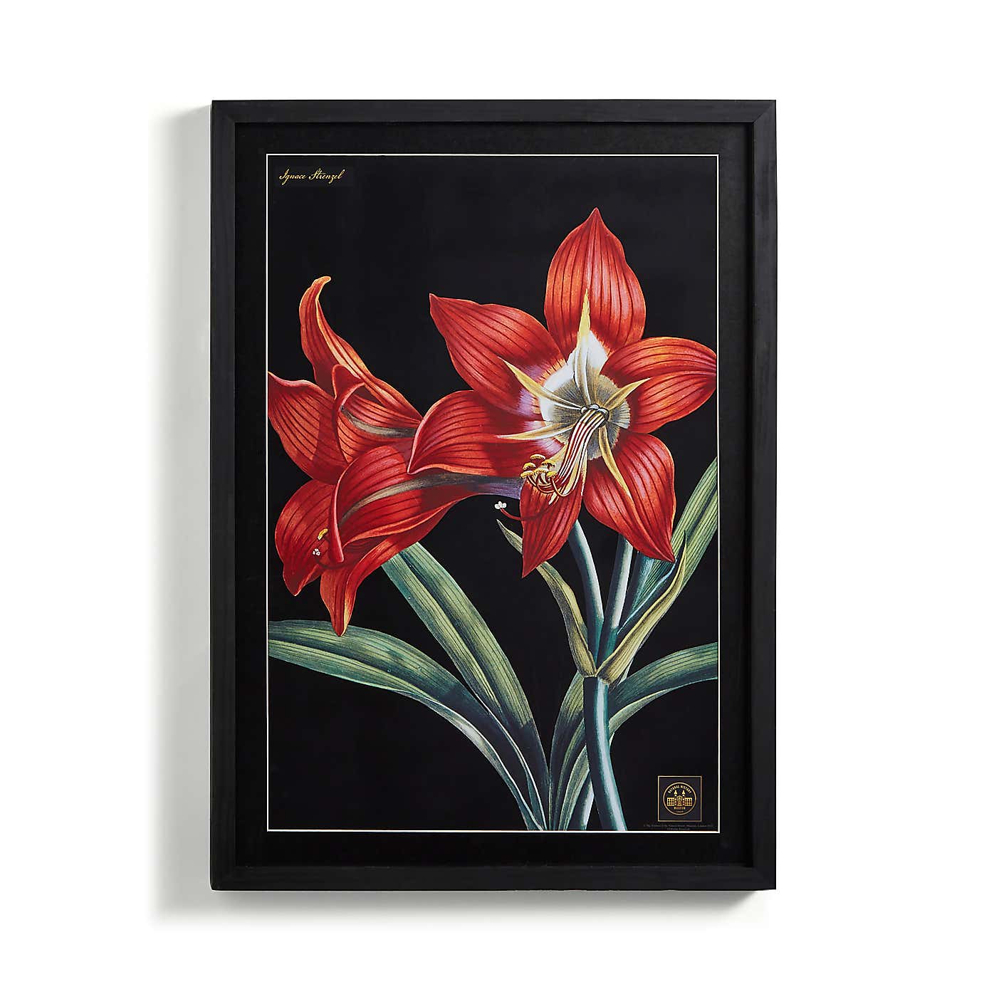 Amaryllis Framed Print