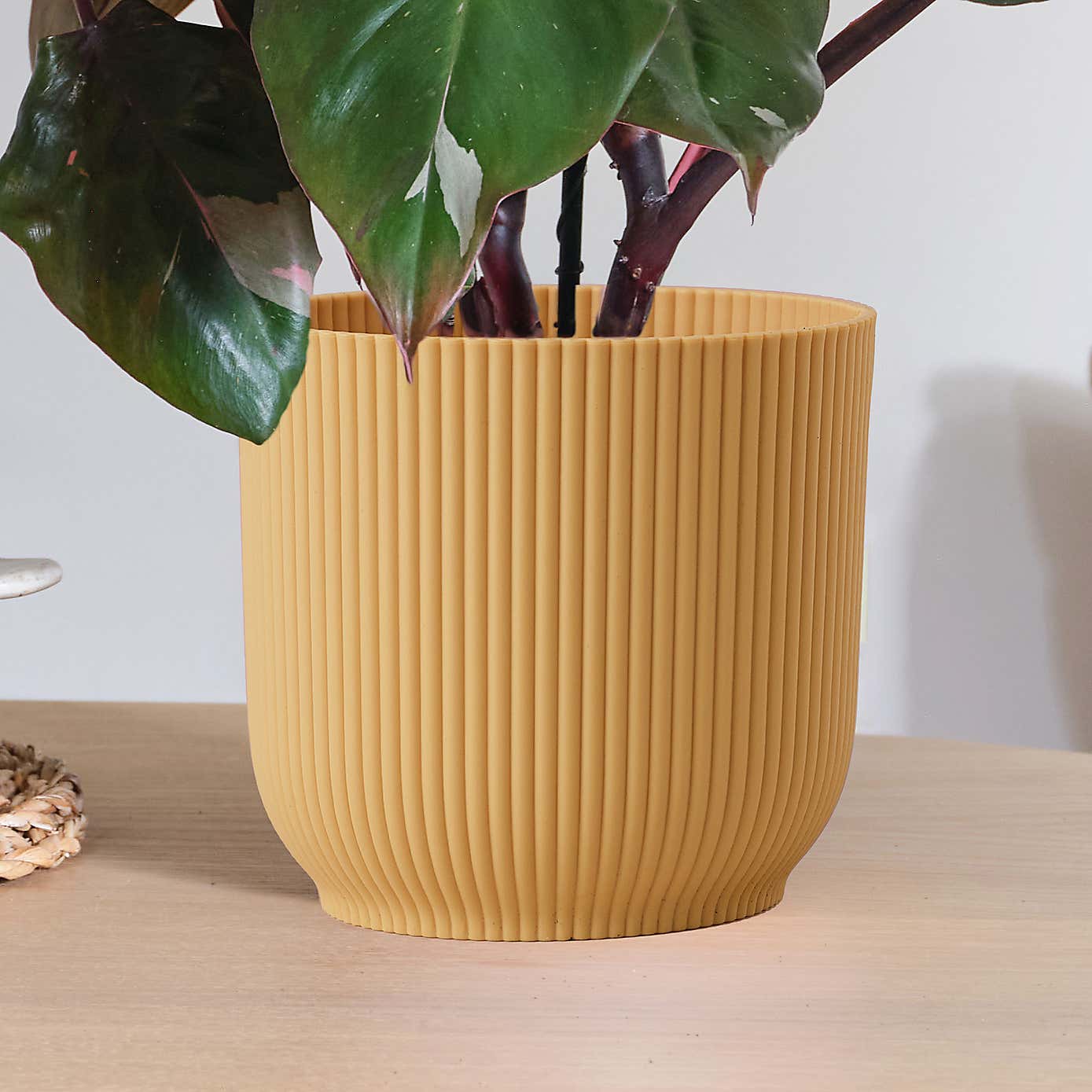 Philodendron Pink Princess in Elho Pot