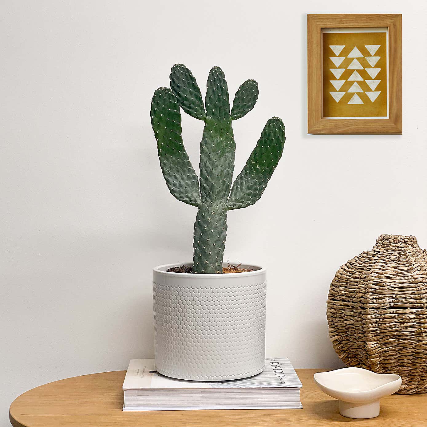 Cowboy Cactus House Plant in Capri Pot