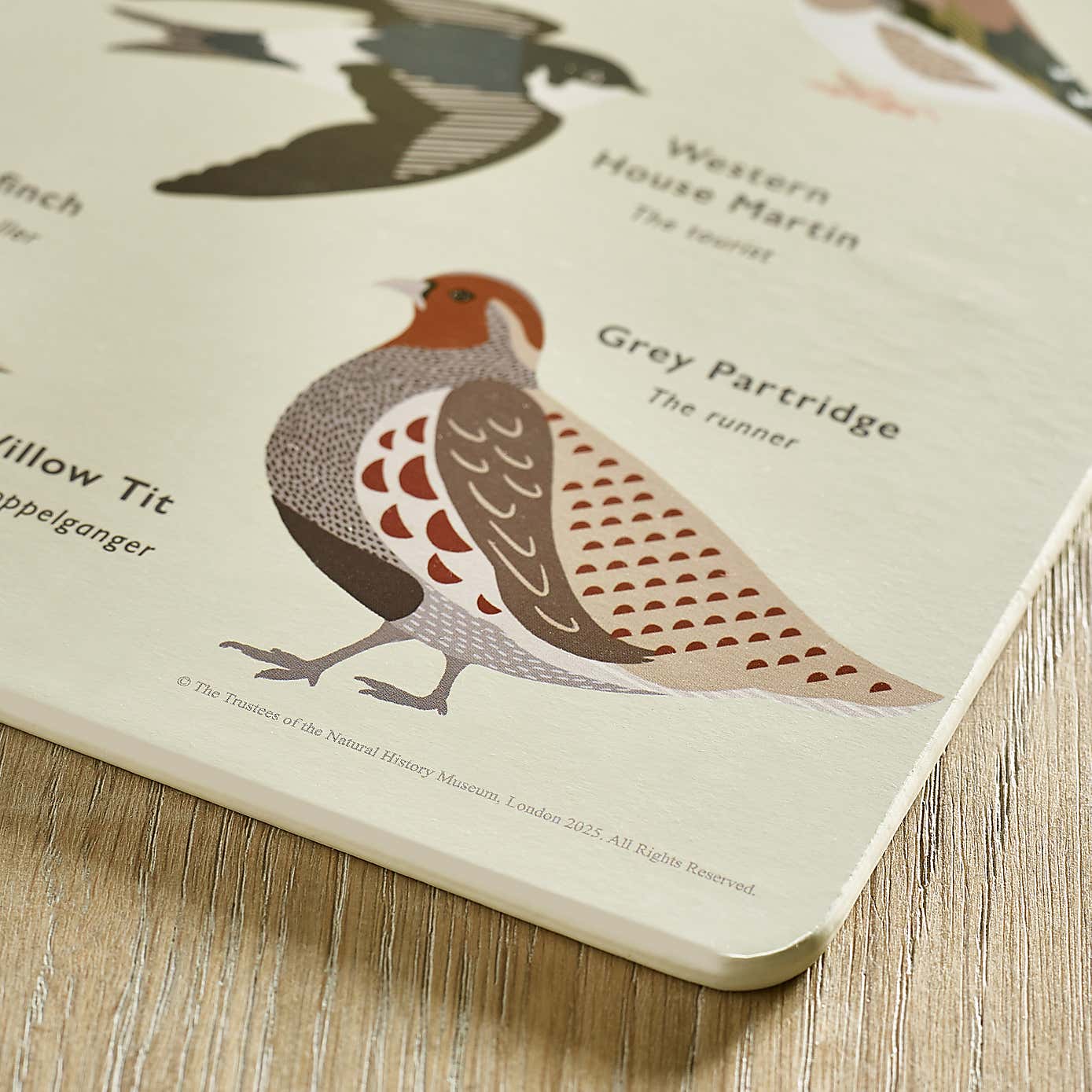 Set of 4 Birds Placemats