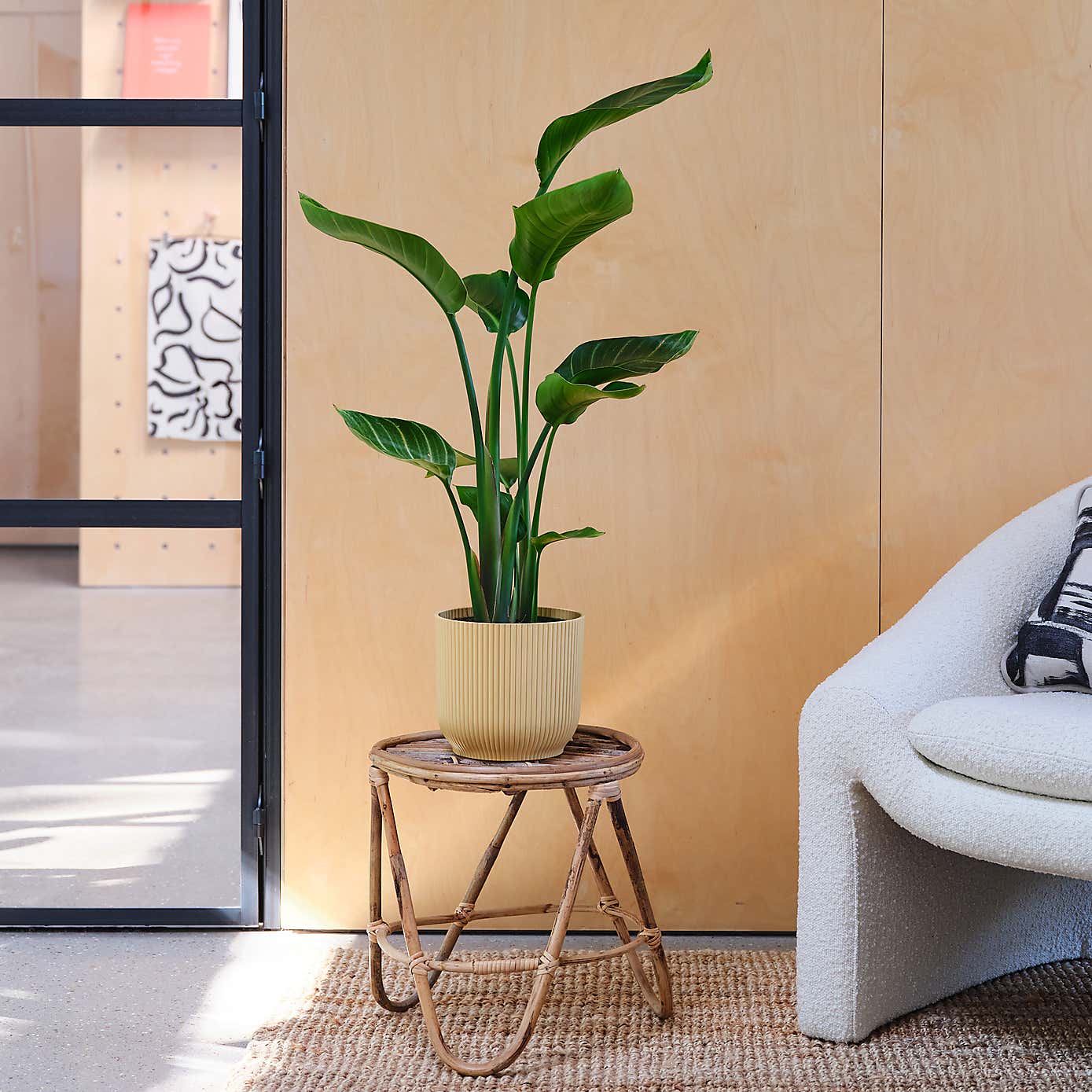 Bird Of Paradise House Plant in Elho Pot