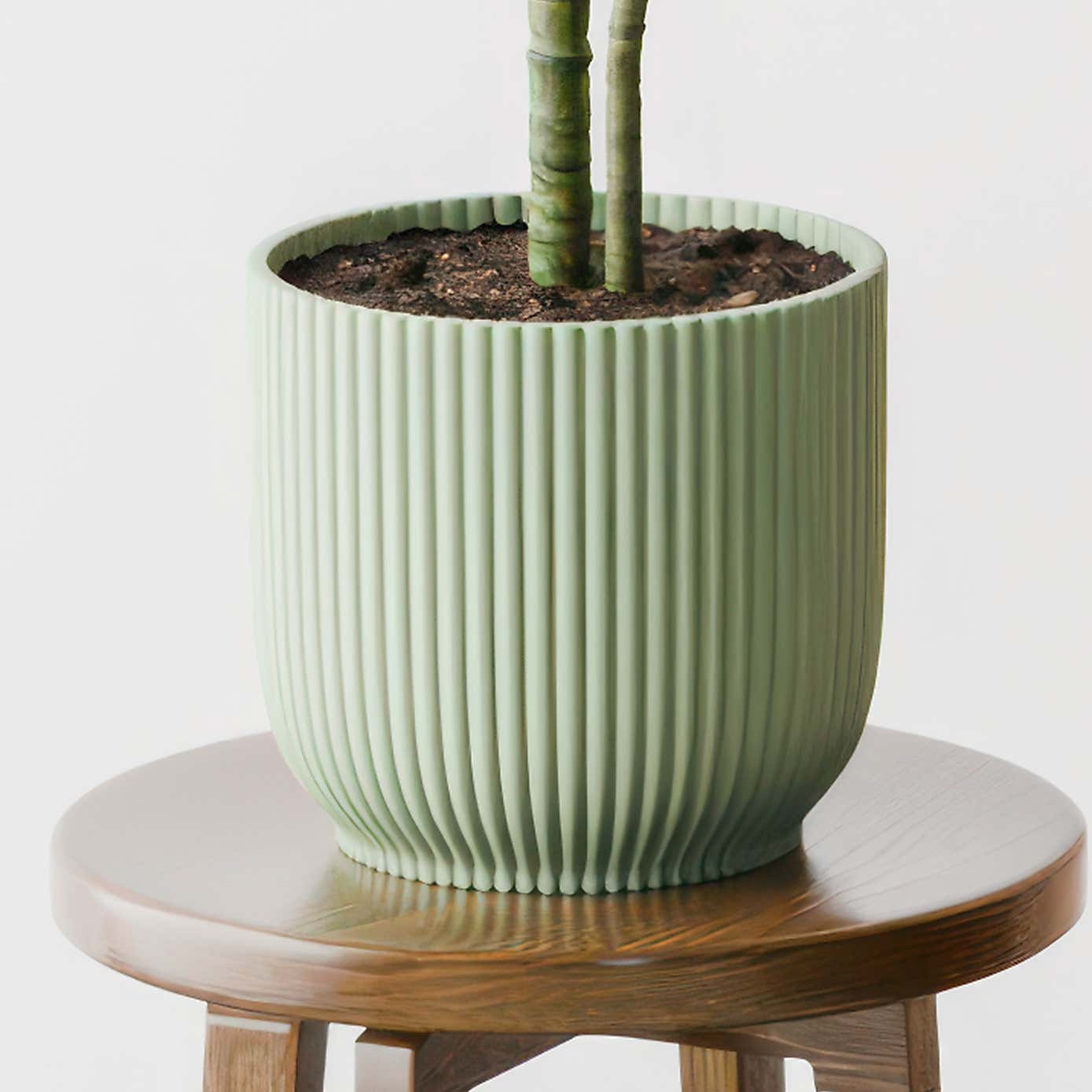 Beards & Daisies Dracaena Warneckei House Plant in Elho Pot