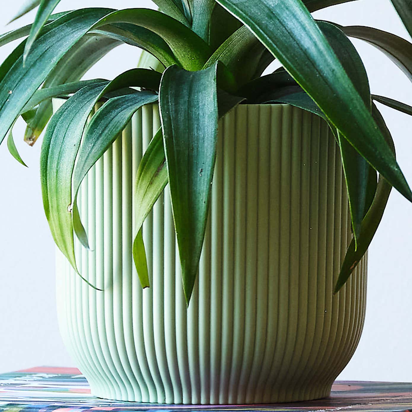 Pineapple House Plant in Elho Pot