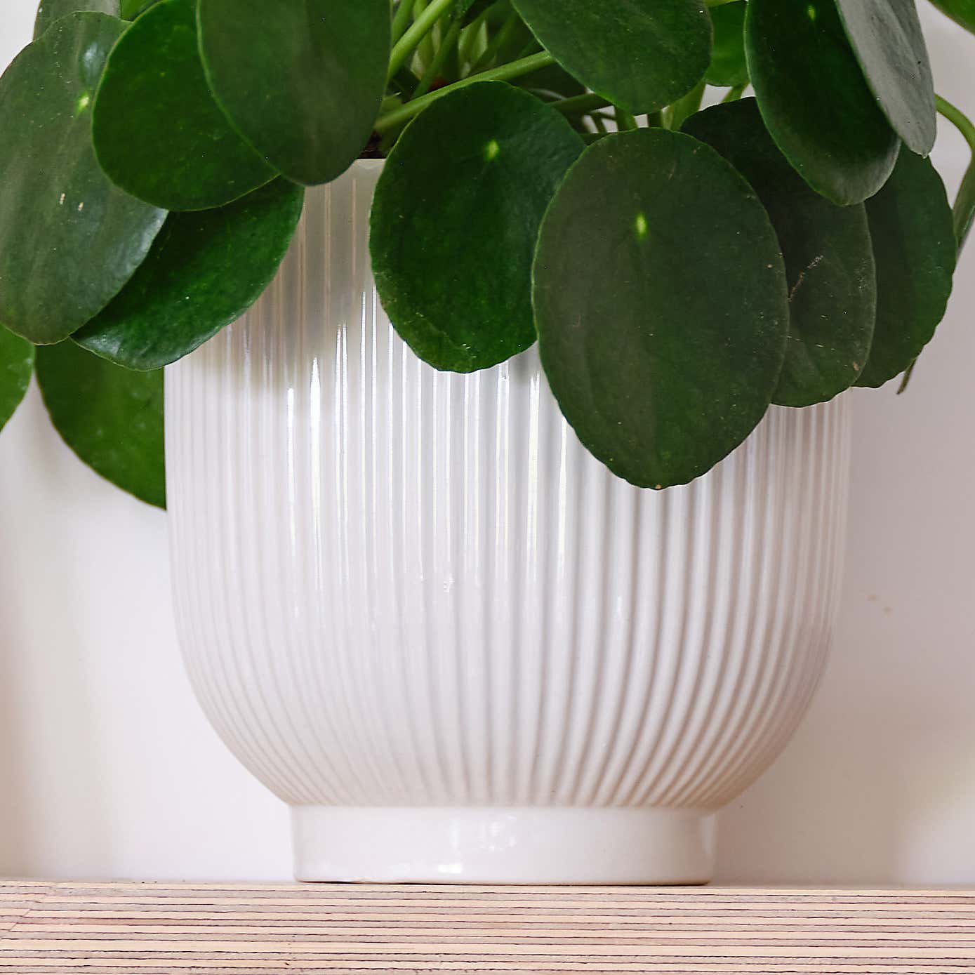 Chinese Money House Plant in Ribbed Pot