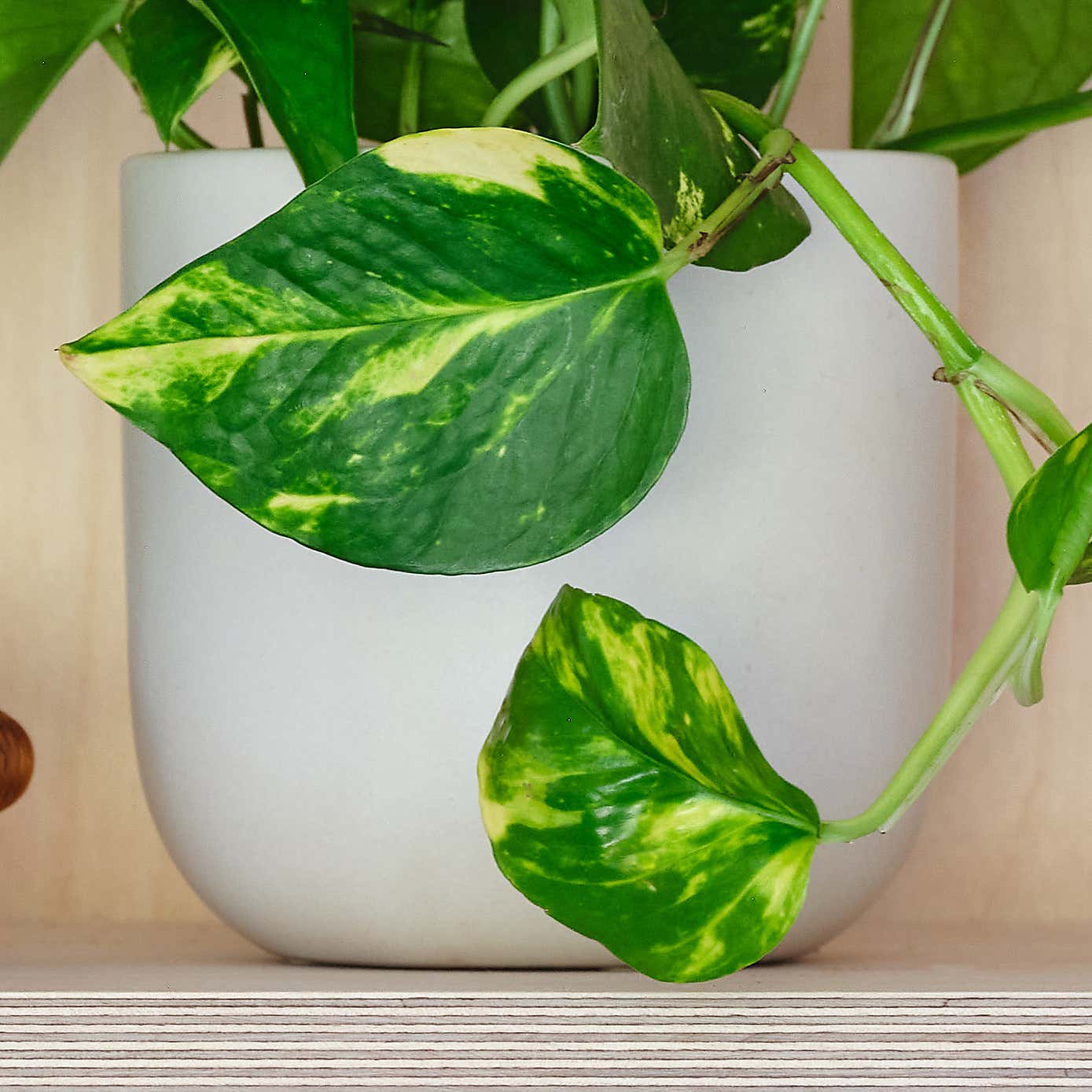 Devil's Ivy House Plant in Earthenware Pot