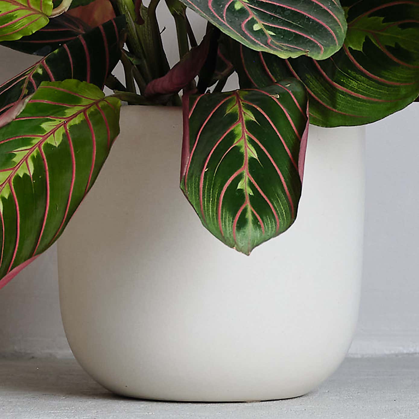 Prayer House Plant in Earthenware Pot