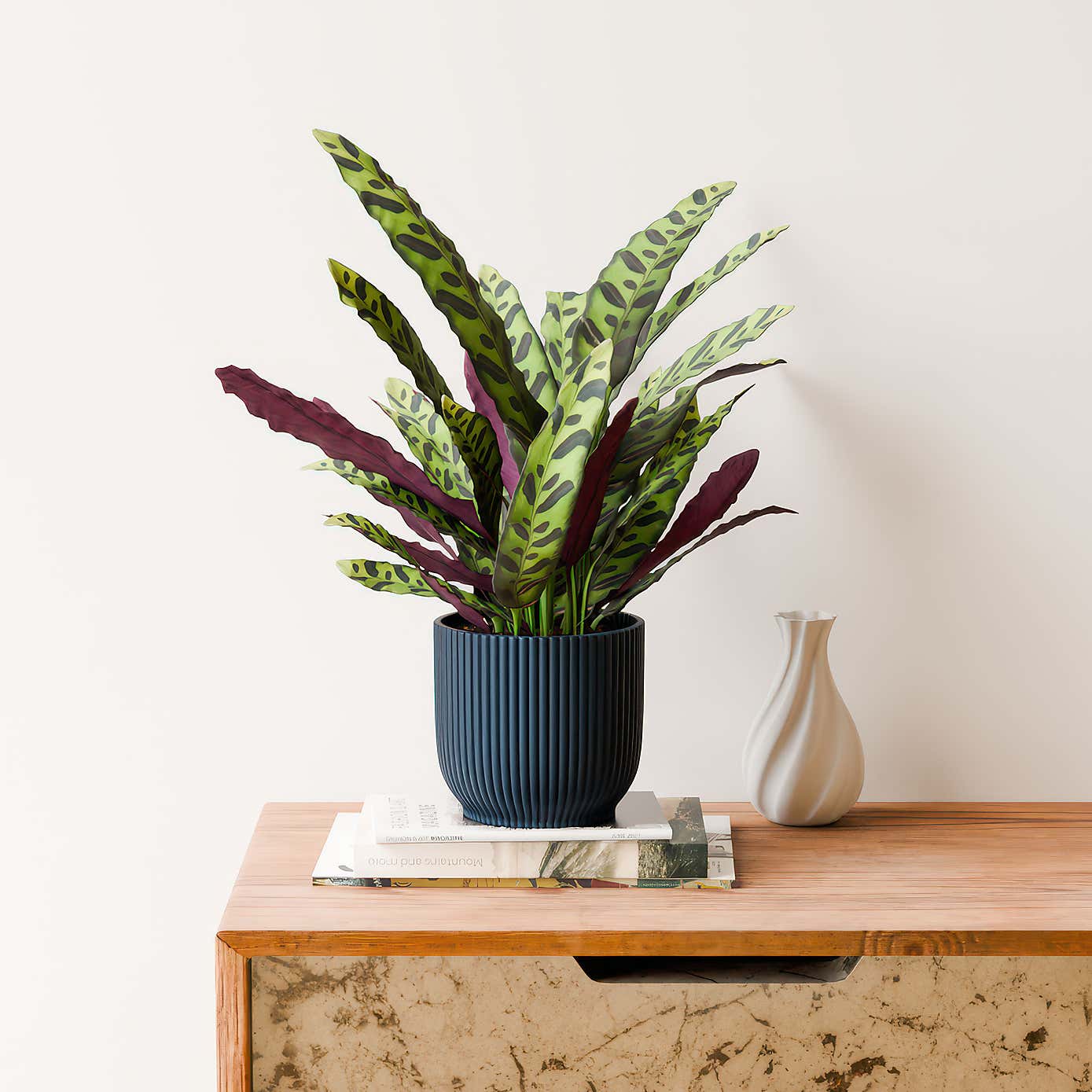 Calathea Lancifolia House Plant in Elho Vibes Pot