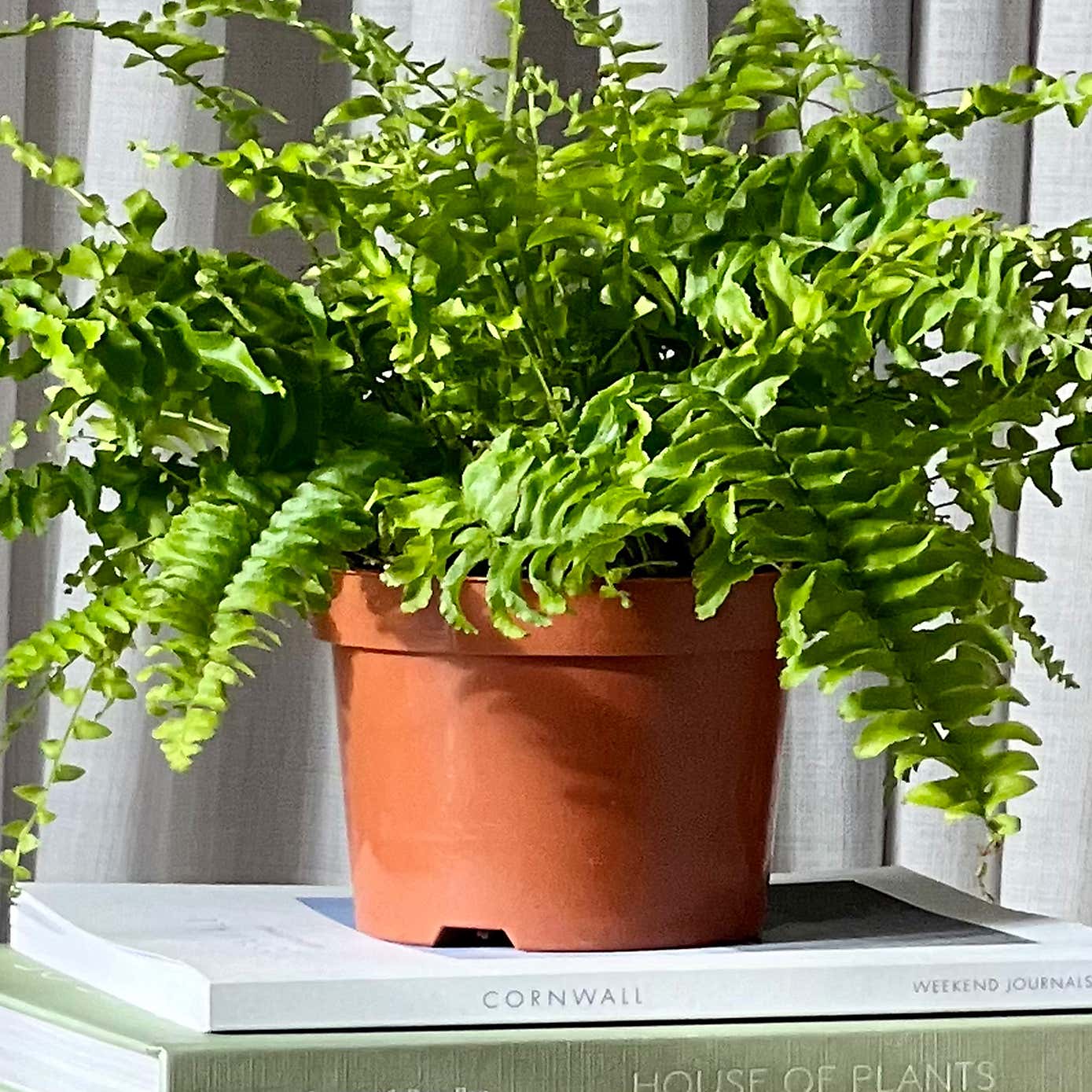 Asparagus & Boston Fern House Plant Bundle
